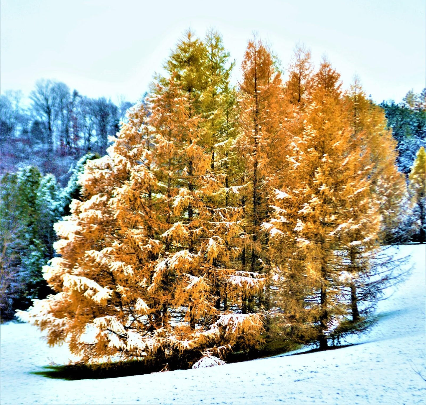 Live Plant - American Larch Tree (Tamarack Tree) - 10-12" Tall Live Plant - Larix laricina