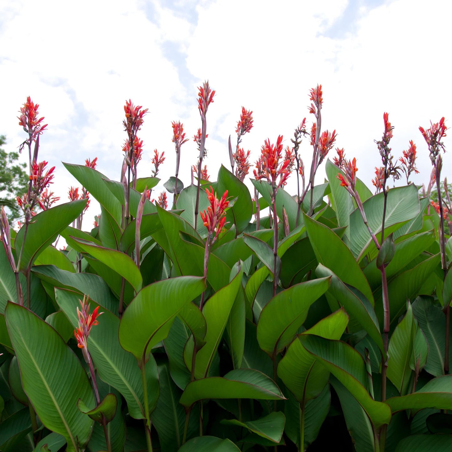 Grande Red Stripe Canna Lily Bulb – Giant Green Leaves with Red Striping, Tropical Privacy Screen, Zones 3–9, 6–8 Ft Tall, Summer Rhizome, 1 Bulb