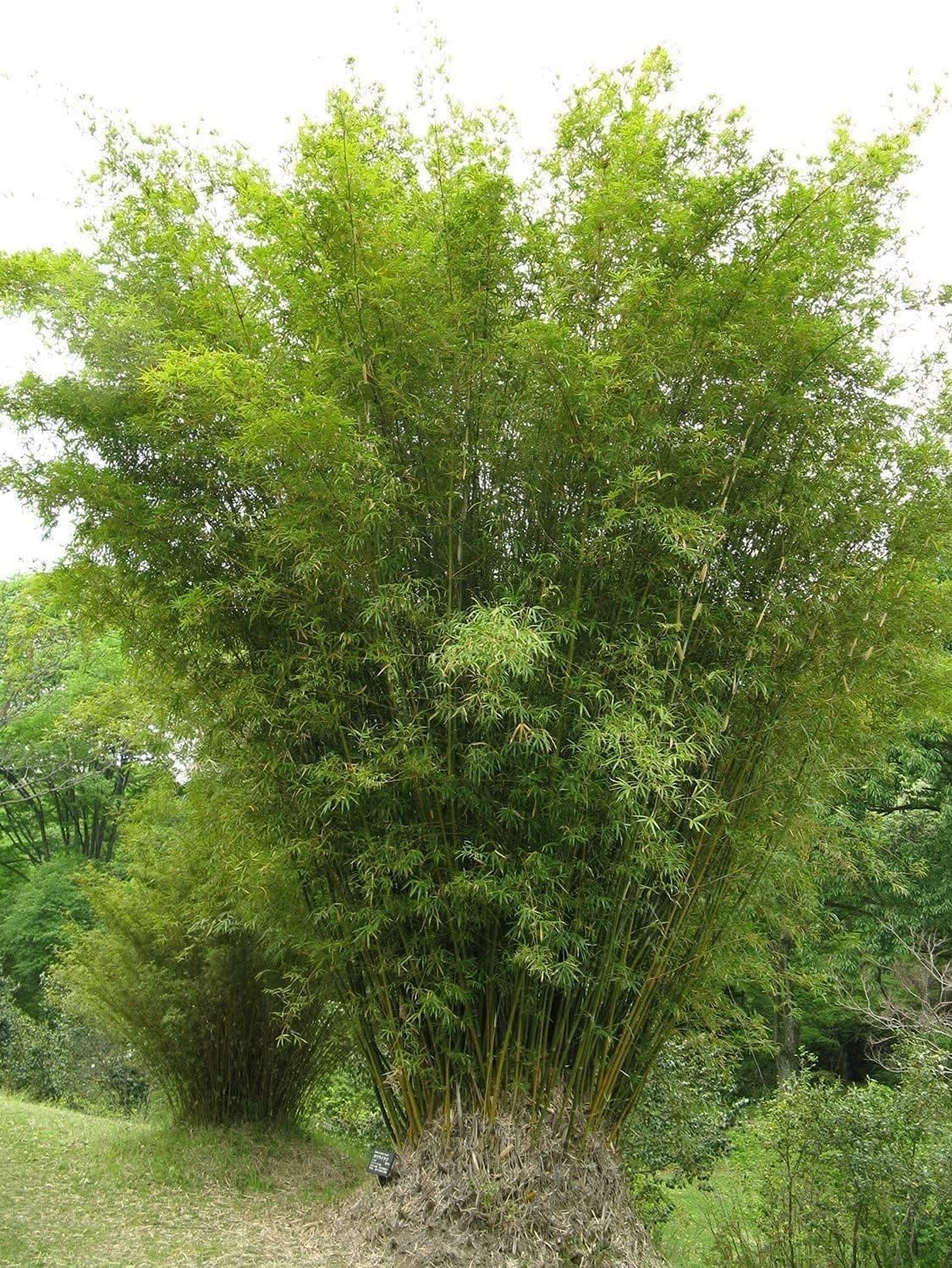 Golden Hedge Bamboo | 1 Extra Large Trade 3 Gallon Plant | Bambusa Multiplex | Clumping Non-Invasive Screening Live Bamboo