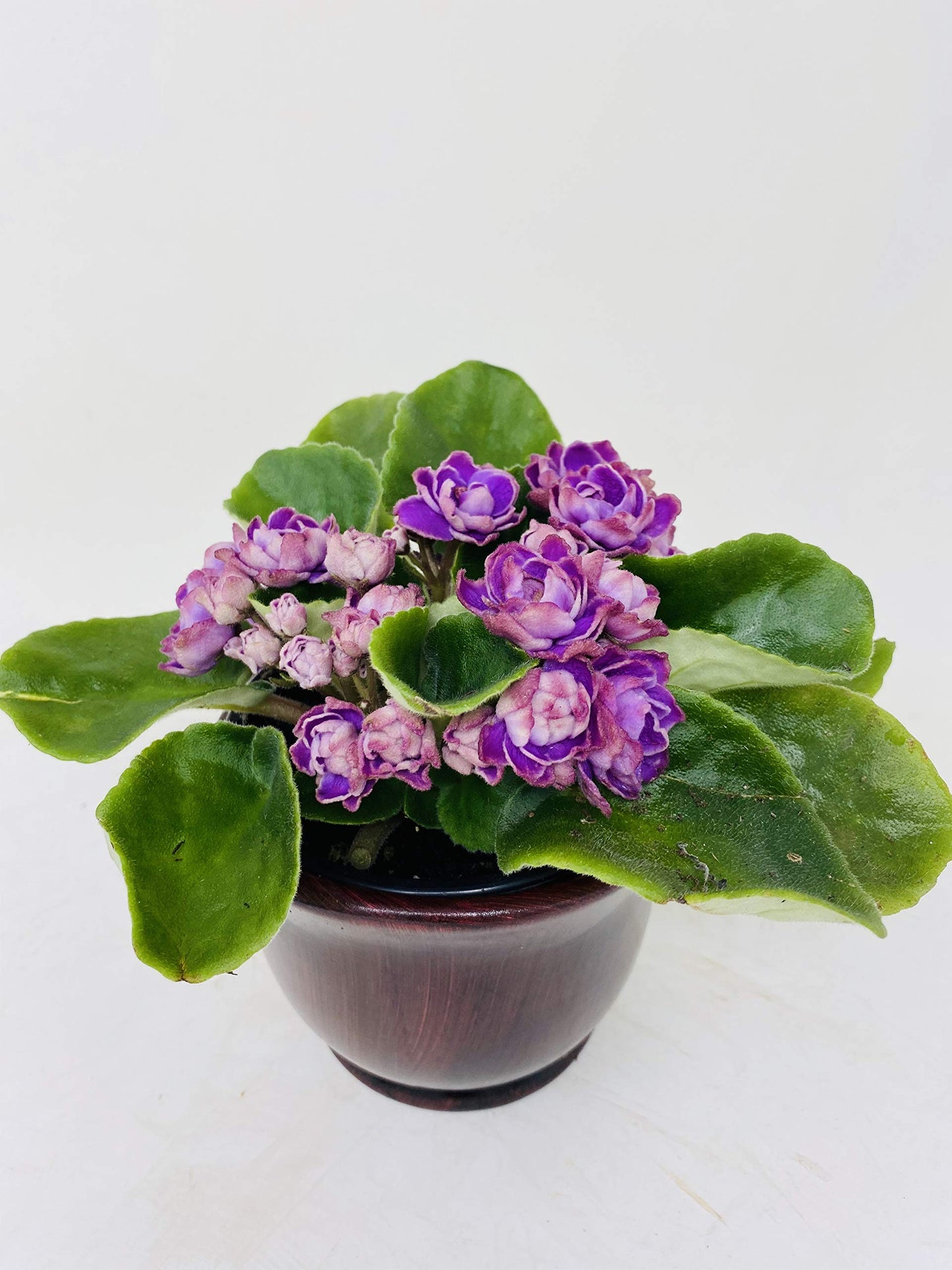 Novelty African Violet 4" with Ceramic Pot Best Blooming Plant