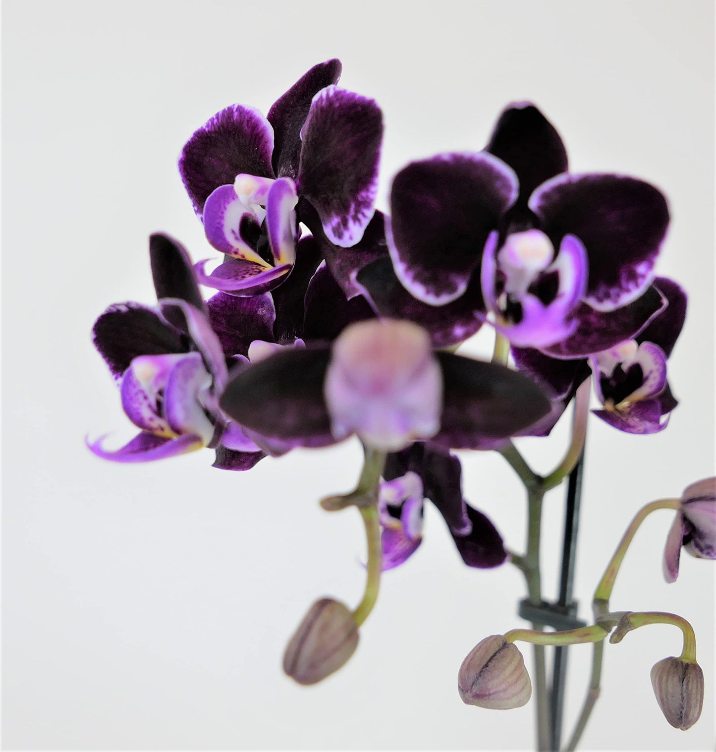 Athena's Garden Two Sets of Live Orchid Plants, Light Pink & Purple Double Spike Phalaenopsis in Container