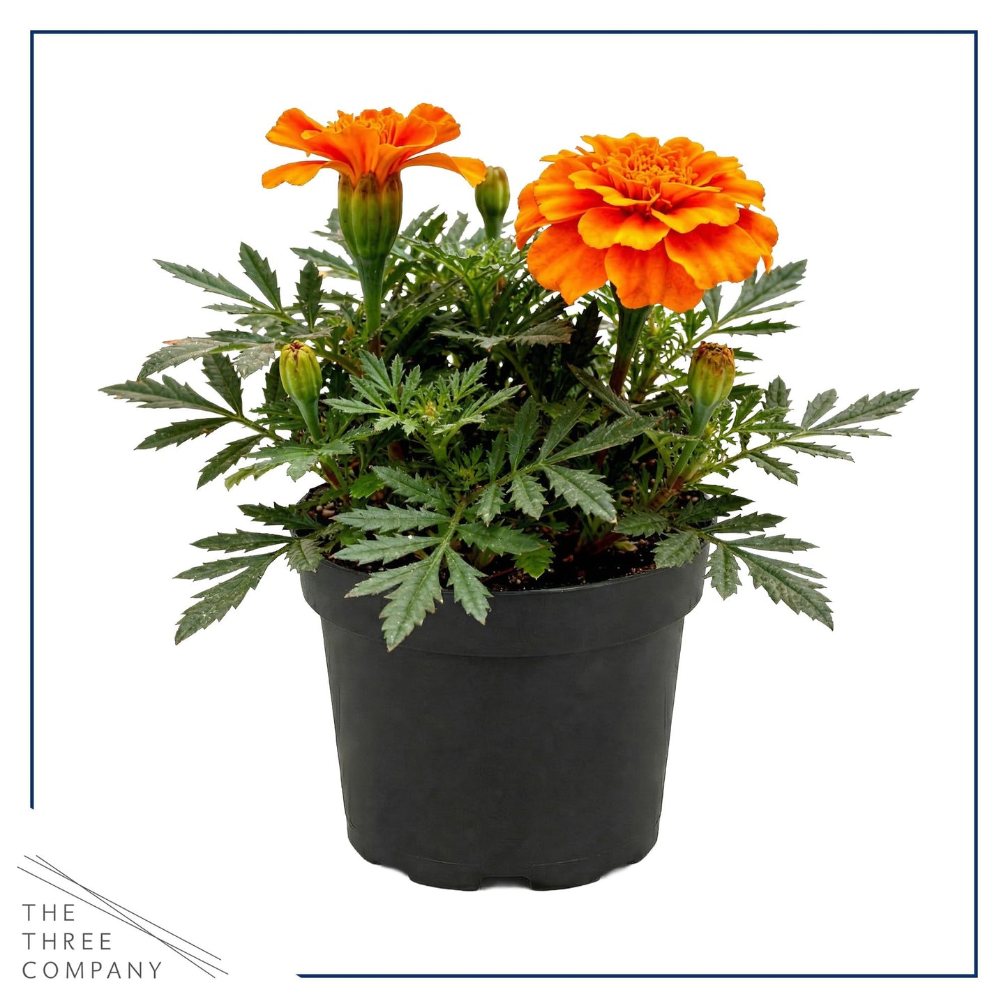 Live Flowering Marigold - Durango Orange (4 Per Pack), Beautiful Spring Color, 8" Tall by 4" Wide in 1 Pt Pot