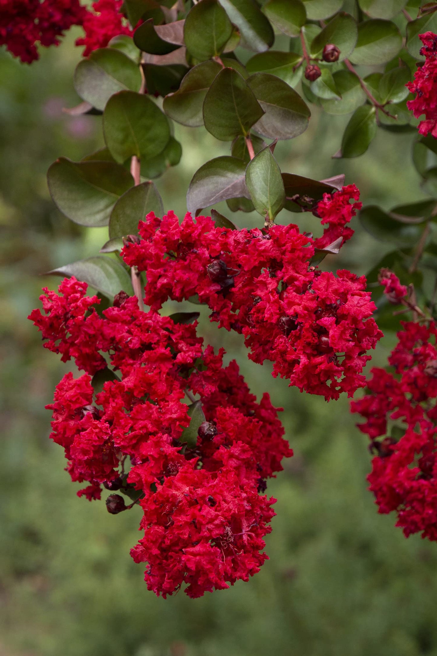 TriStar Plants - Red Scarlet Crape Myrtle, 1 Gallon Trade Pot - Lagerstroemia, Crepe Myrtle, Red Crape Myrtle, Southern Myrtle, Flowering Shrub, Flowering Tree, Healthy Established Roots