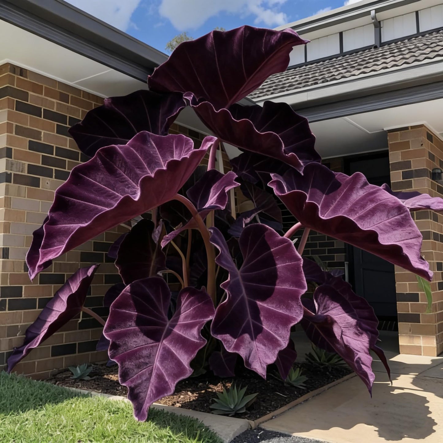 LBJDUYS Large Elephant Ear Black - Elephant Ear Bulk - Magical Hardy Balcony Rare Species Ornamental Value (2)