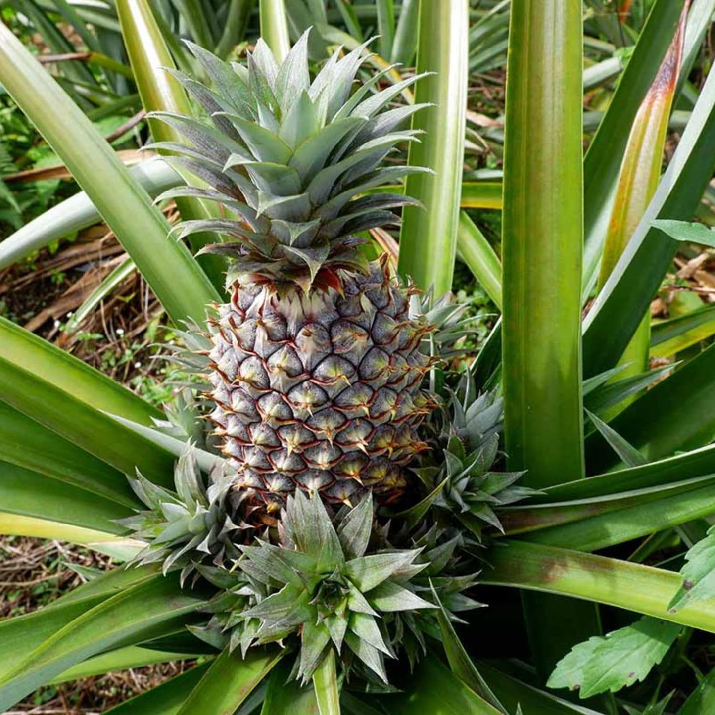 4 White Jade Pineapple Fruit Trees Live Plants, Pineapple Seedlings for Backyard Gardening, Pineapple Plants Live