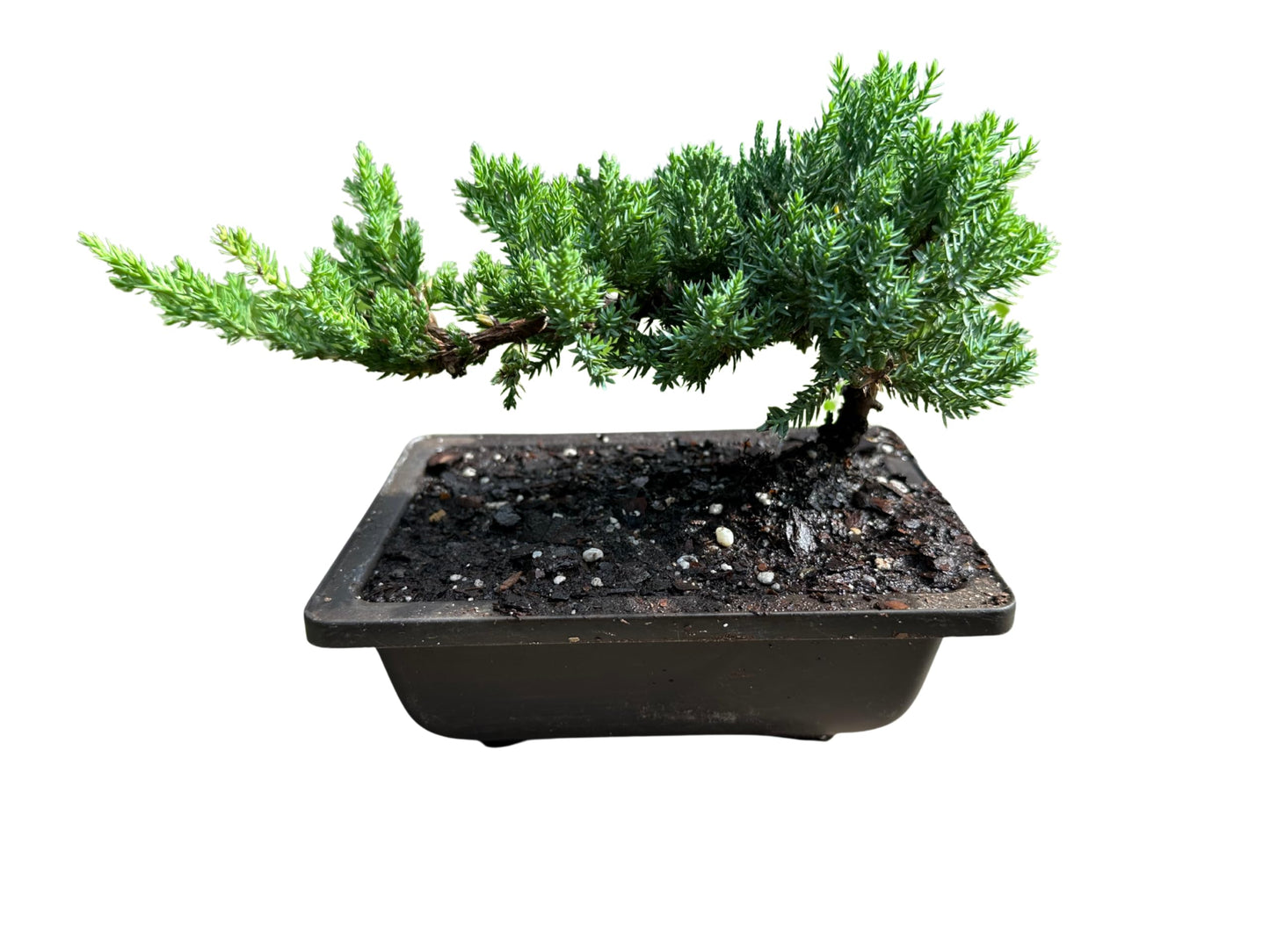 Live Dwarf Juniper Bonsai Tree | Potted in Plastic Pot | 3 Years Old | 100% Handcrafted | Outdoor Bonsai | Unique Gift for Birthday, Graduation, Anniversary