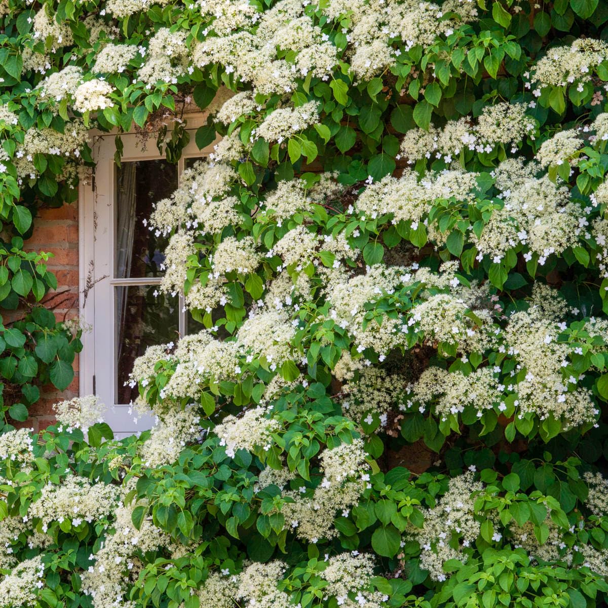 Petiolaris Climbing White Flowering Hydrangea Vine, Bare Root Starter Shrub - 1 Starter Plant per Offer