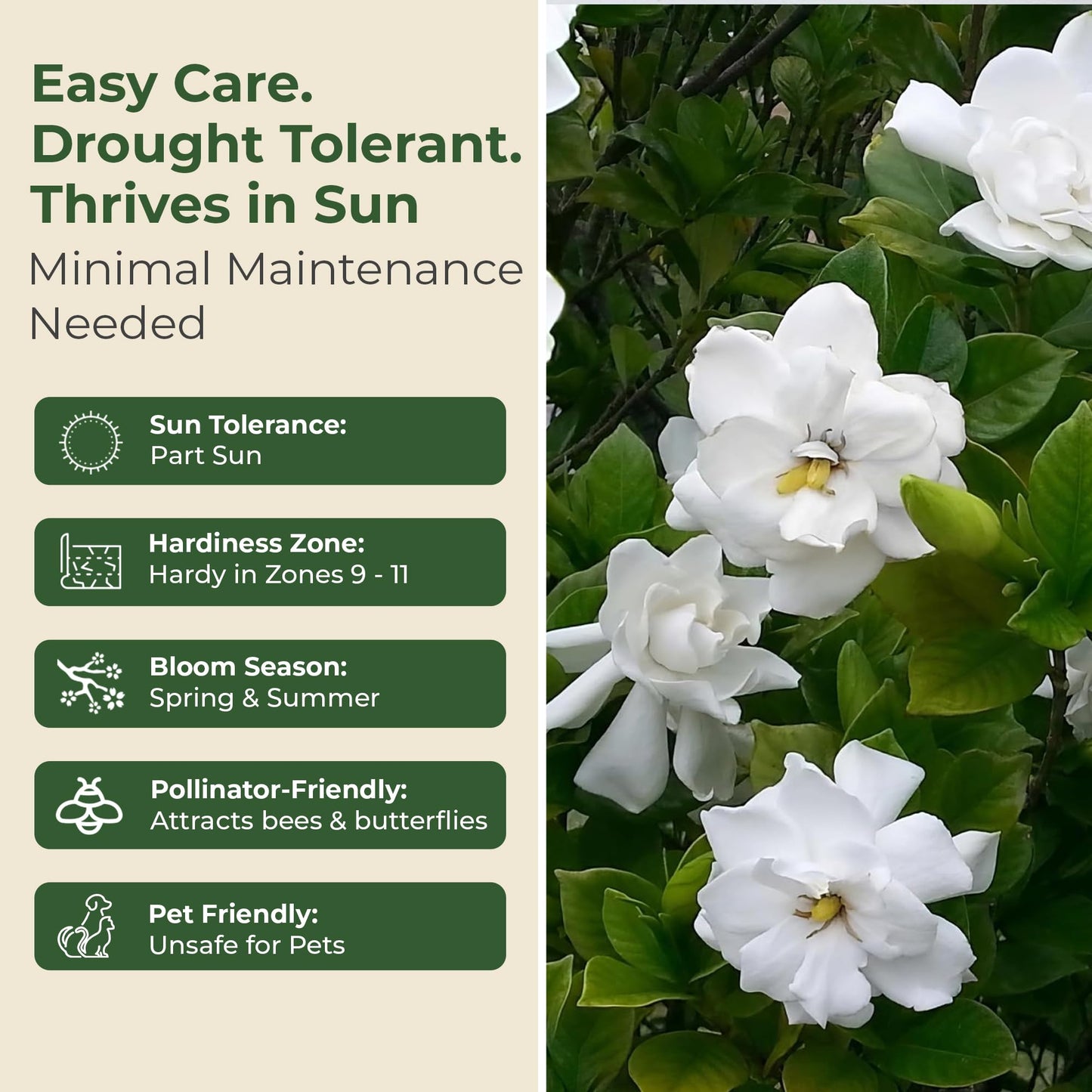 Buttons Gardenia Shrub - Live Fragrant Shrub with White Double Blooms in 2.25 gal Pot - Grows Up to 2' Tall - Ideal for Gardens, Patios & Indoor Use (1 Pack)