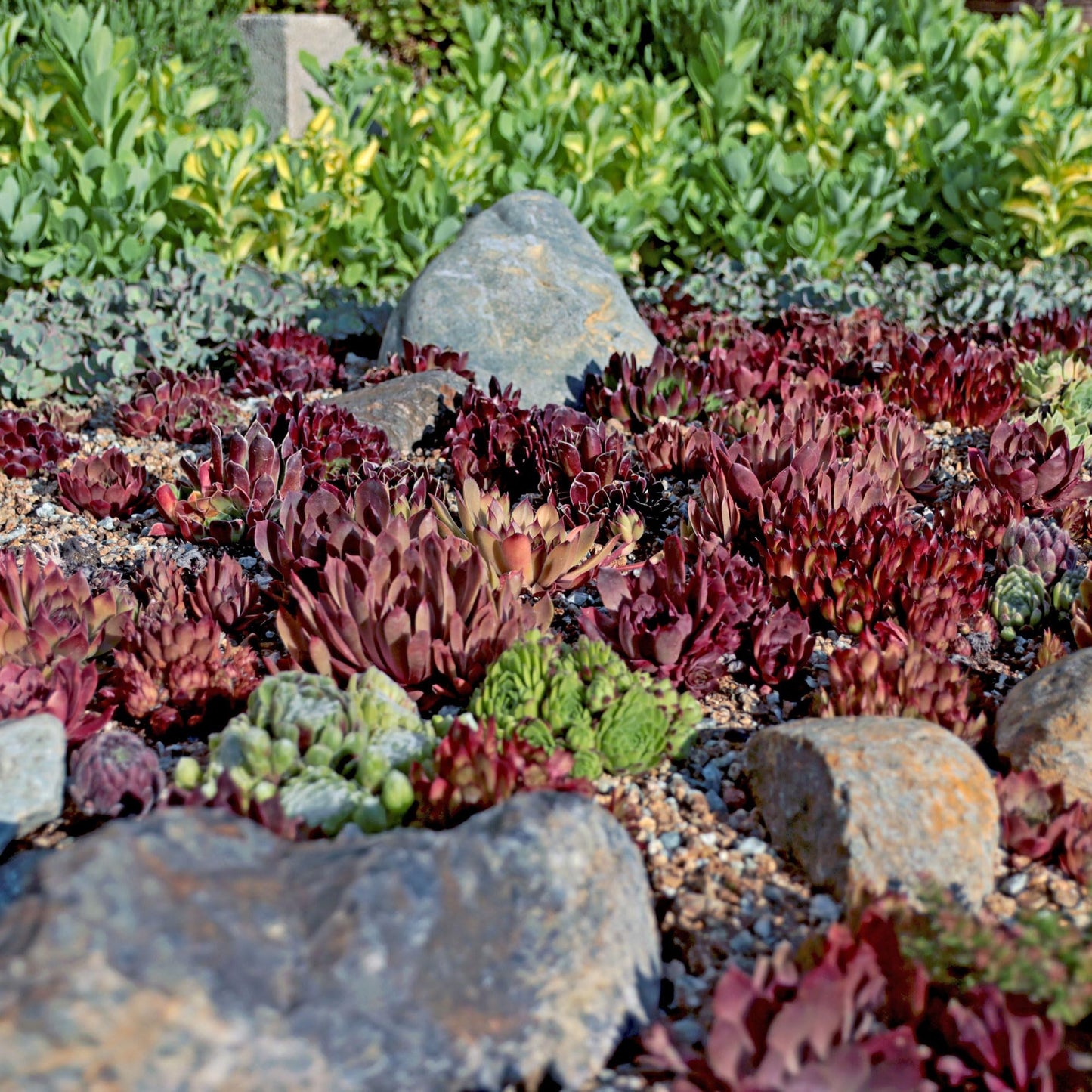 Mountain Crest Gardens Sempervivum Bulk Pack - 50 Live Cold Hardy Plants, 5 of Each Variety, Rooted in 2 Inch Pots - Real Succulents for Outdoor Projects, Landscaping & Resale