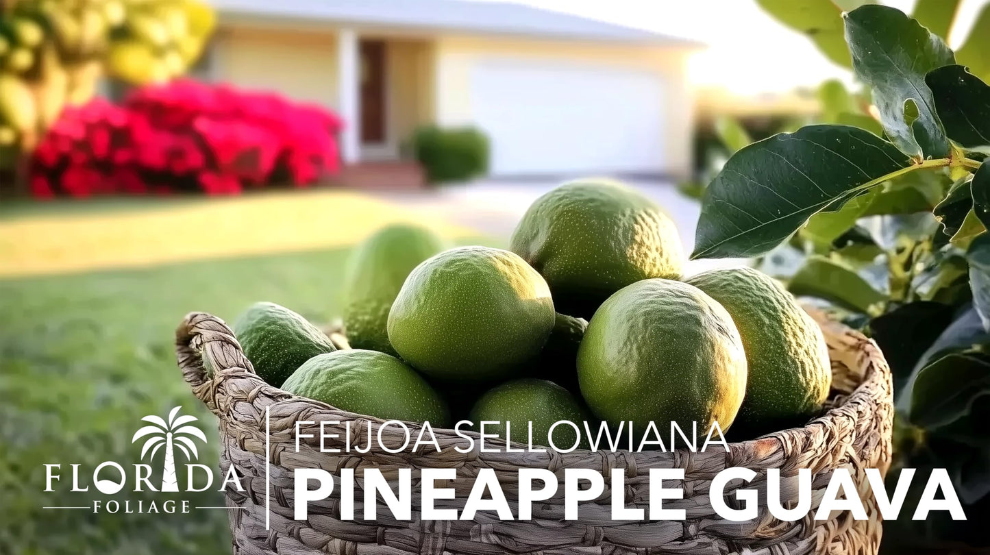 Pineapple Guava - 3 Live Plants - Feijoa Sellowiana - Edible Fruit and Flowering Foliage