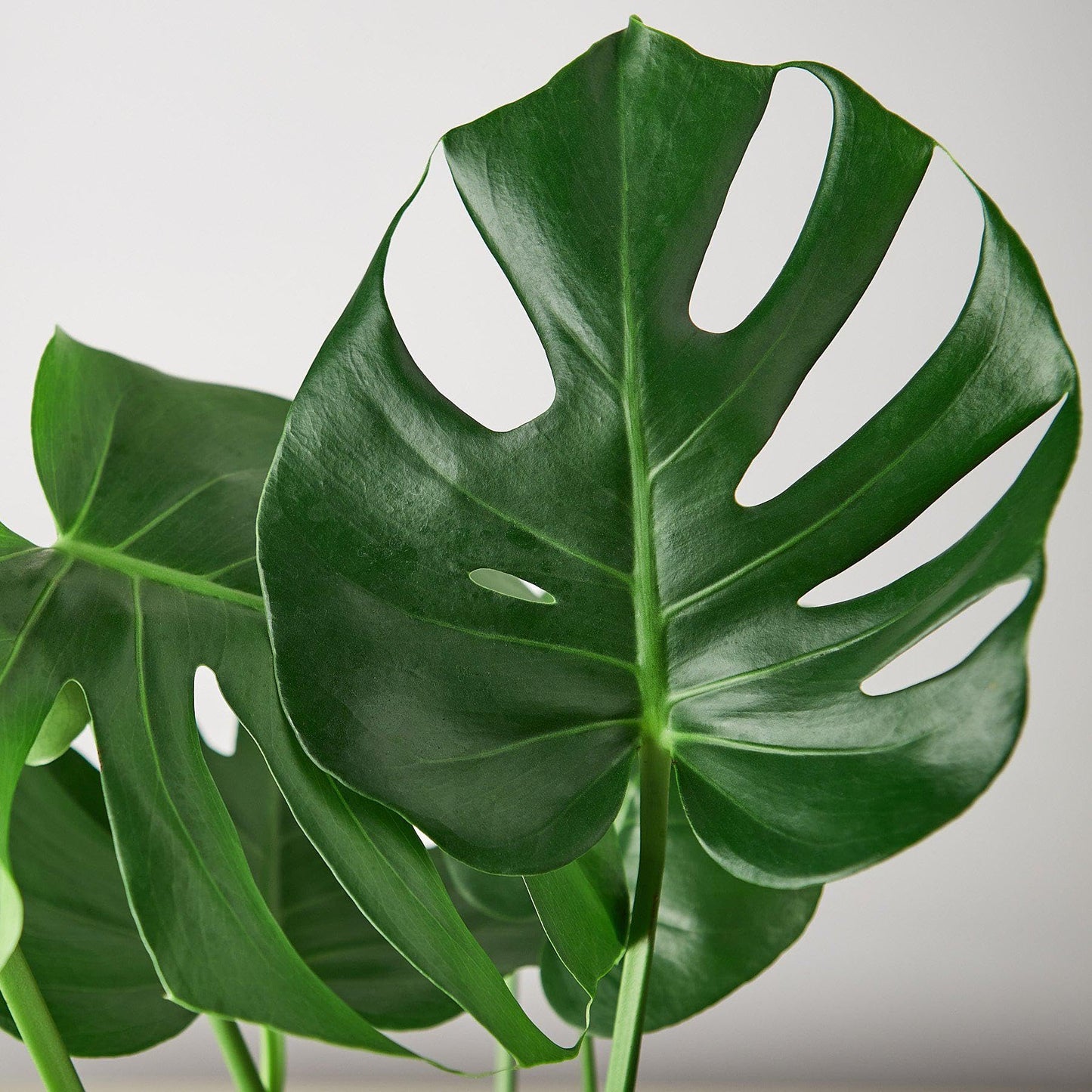 4 Pack Philodendron Monstera Split-Leaf in 4in Pot - Live Plants Tropical Houseplants | Variegated | USA Growers | The Snobby Leaf