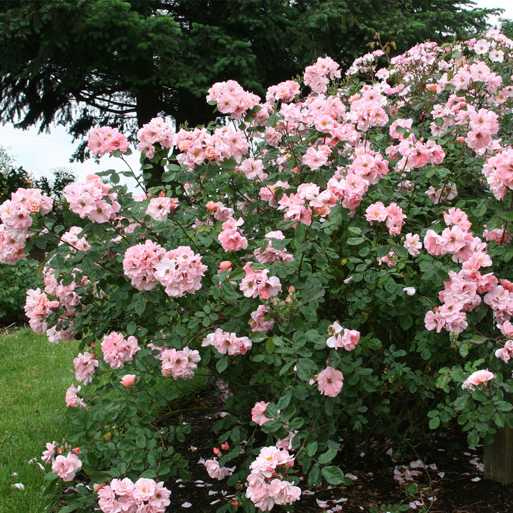 Heirloom Roses Rose Plant - Clair Matin® Pink Rose Bush, Shrub Live Plant for Planting Outdoors