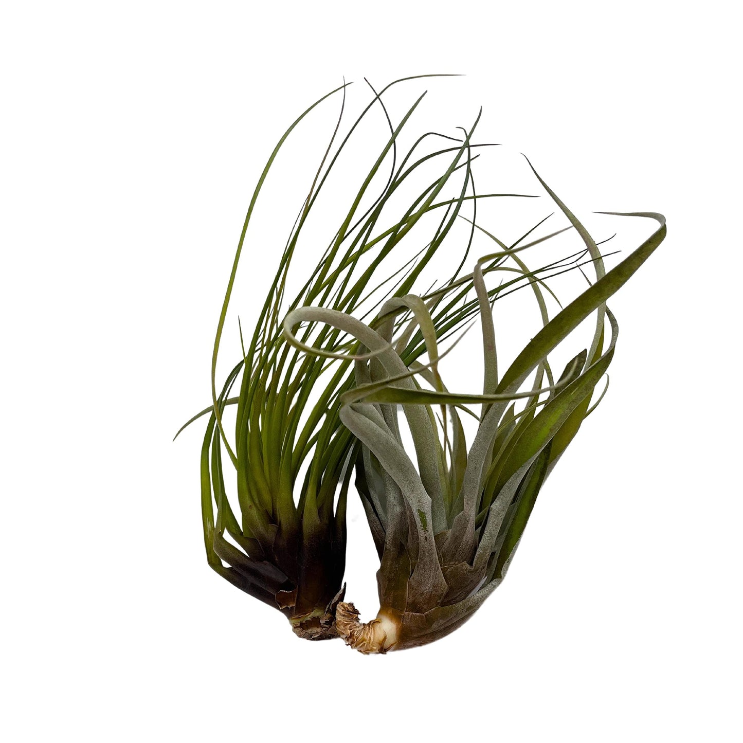 BubbleBlooms Large Tillandisa Assorment, Set of 2 Large-Sized Bare-Root airplants
