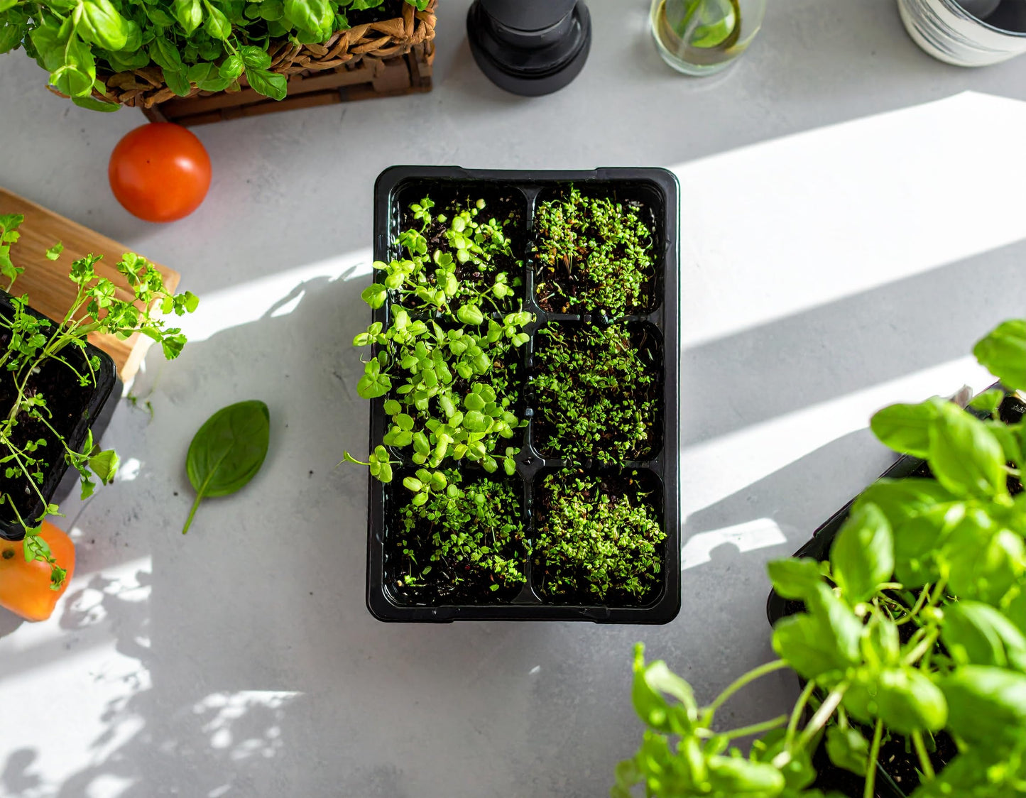 The Hydroponic City Seed Starter Tray, 720 Cells (120 Trays - 6 Cells Per Tray) + Plant Stakes