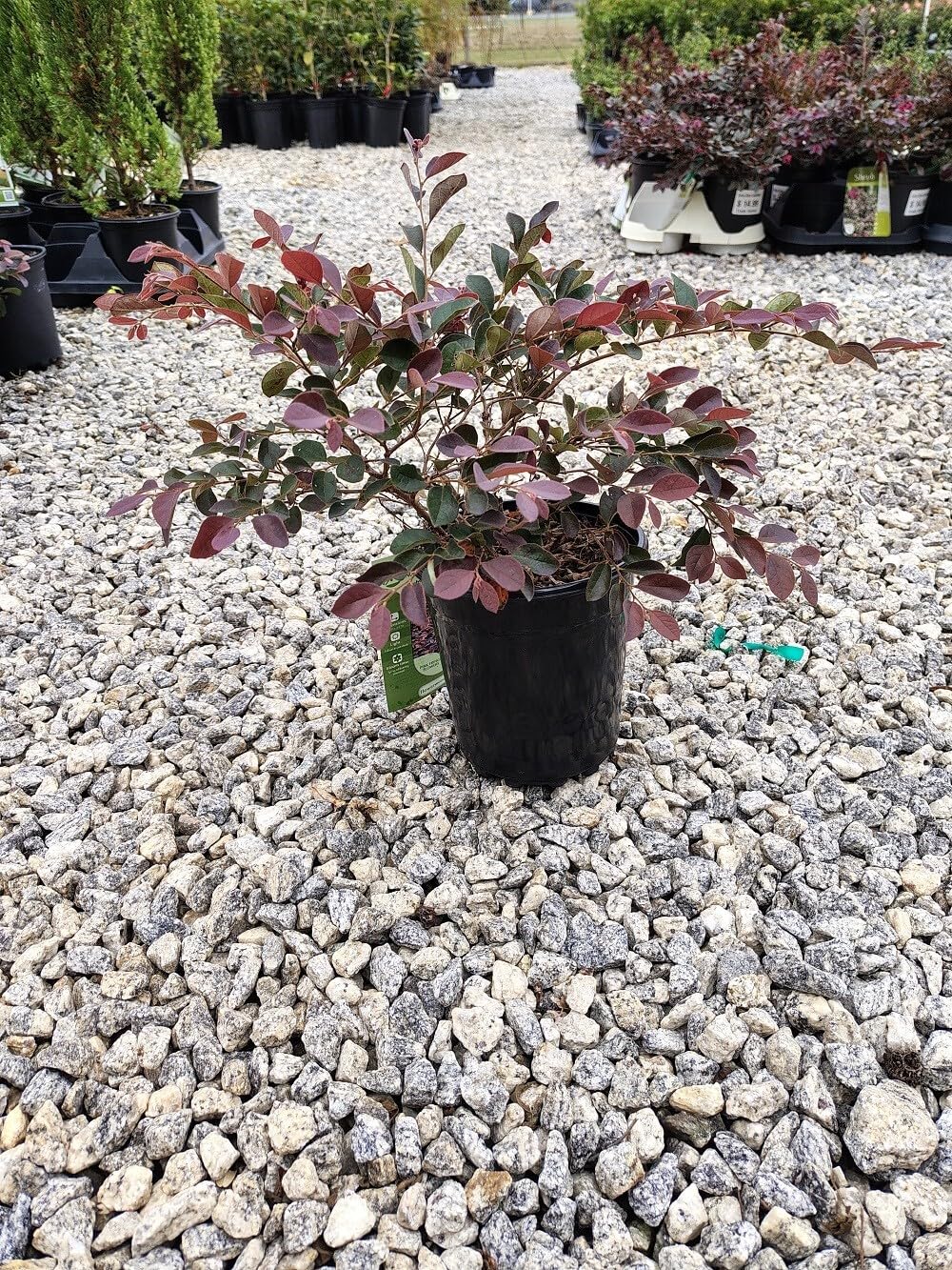 Live Plant - Plum Delight Loropetalum (Chinese Fringe) - Live Plant - (2.5 Qt)