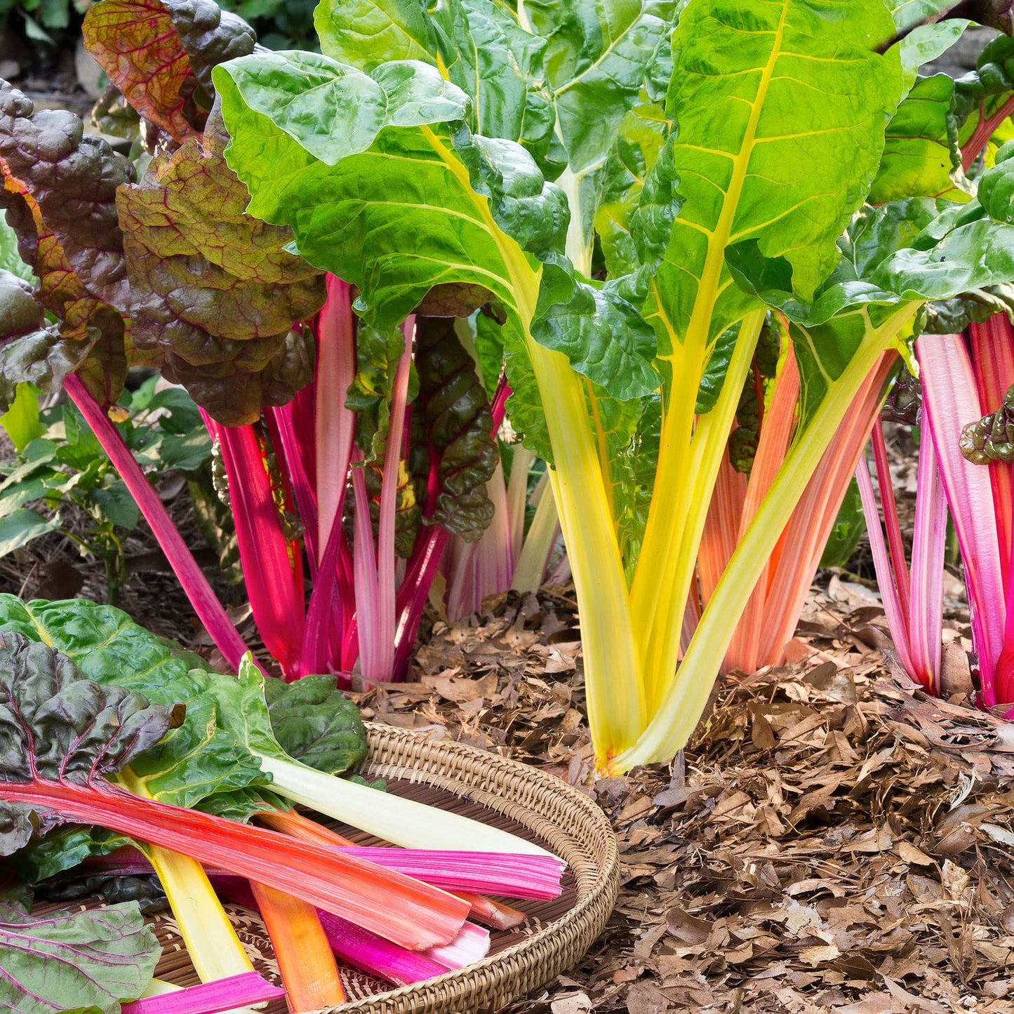 Bonnie Plants Swiss Chard 19.3 oz. 4-Pack