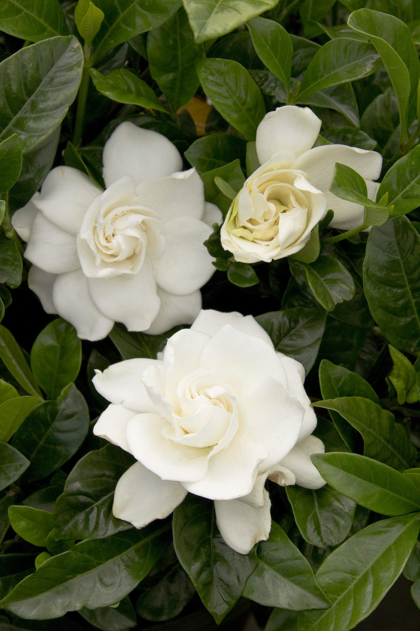 Shrub 2.5 Qt. August Beauty Gardenia