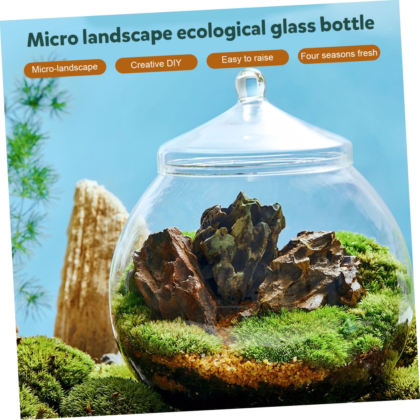 1Set Micro Landscape Bottle for DIY Terrarium Crafts Glass Eco Bottle with Style Lid Indoor Home Decor Creative Plant Display for Moss Miniature