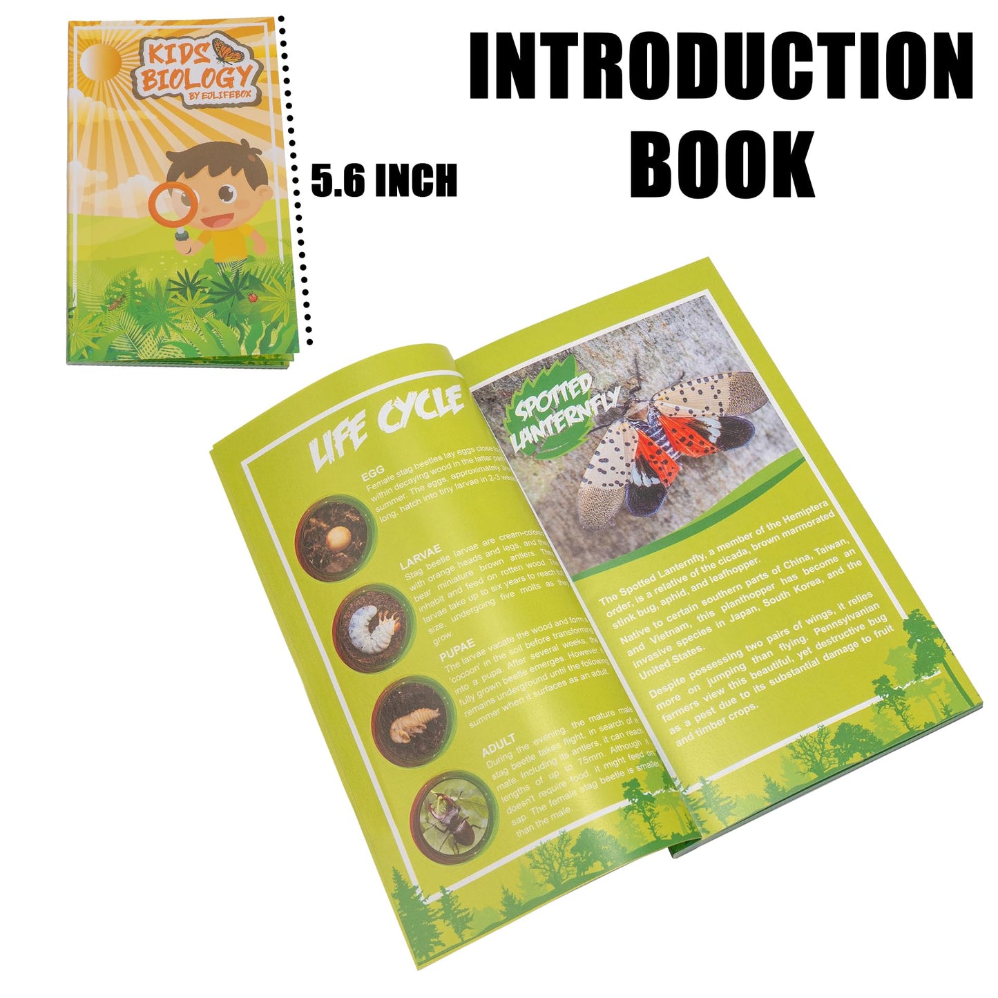 Insect Specimen Set, Bugs Collection Scientific Education Gift for Kids Aged 3-8-12 (Spider, Scorpion, Cricket, Chafers, Stink Bug, Spotted Lanternfly Resin Collection)