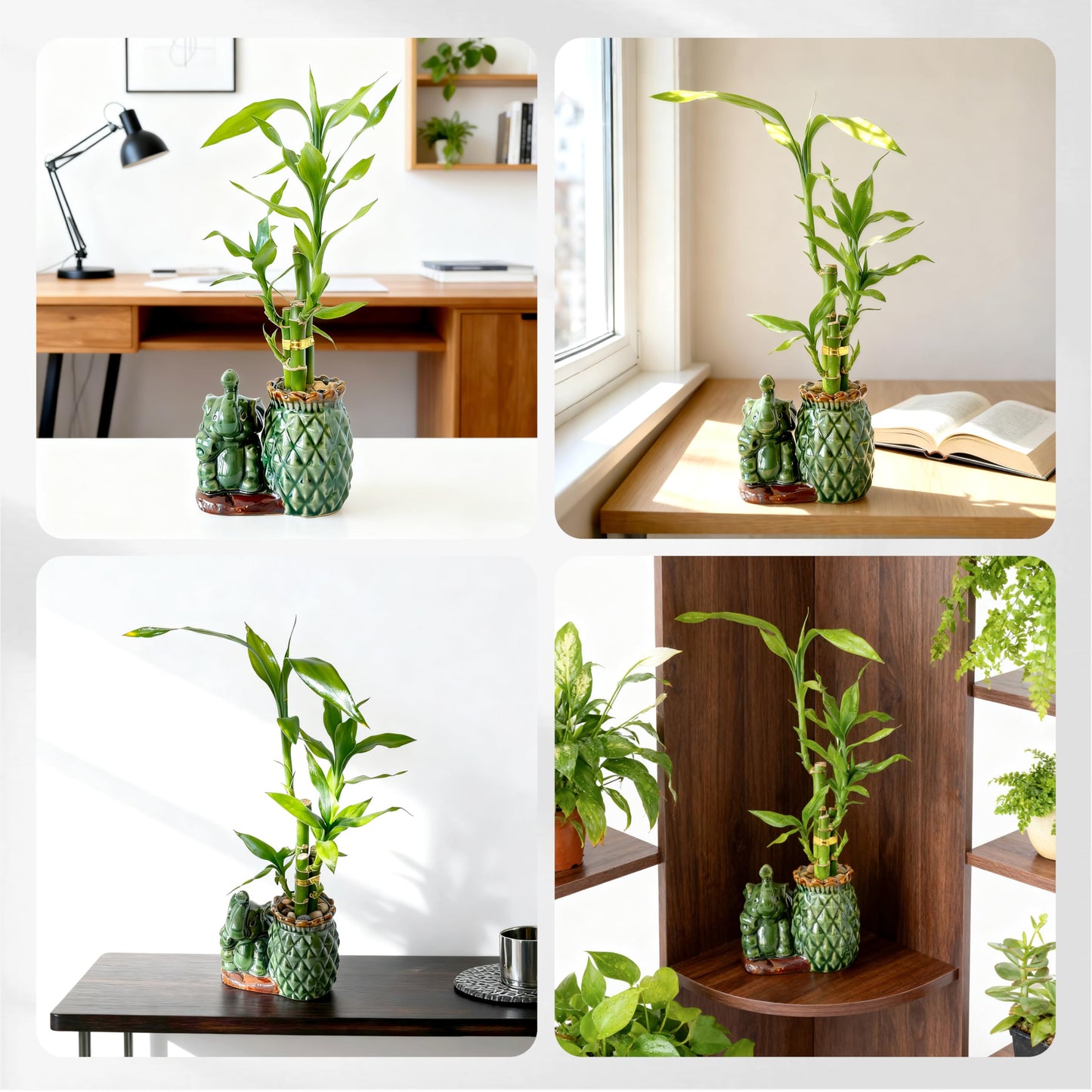 Yagaliga Lucky Bamboo 3-Stalk (2×6″ + 1×8″) Live Indoor Plant Set – Elephant & Pineapple Ceramic Pot with Pebble Bag