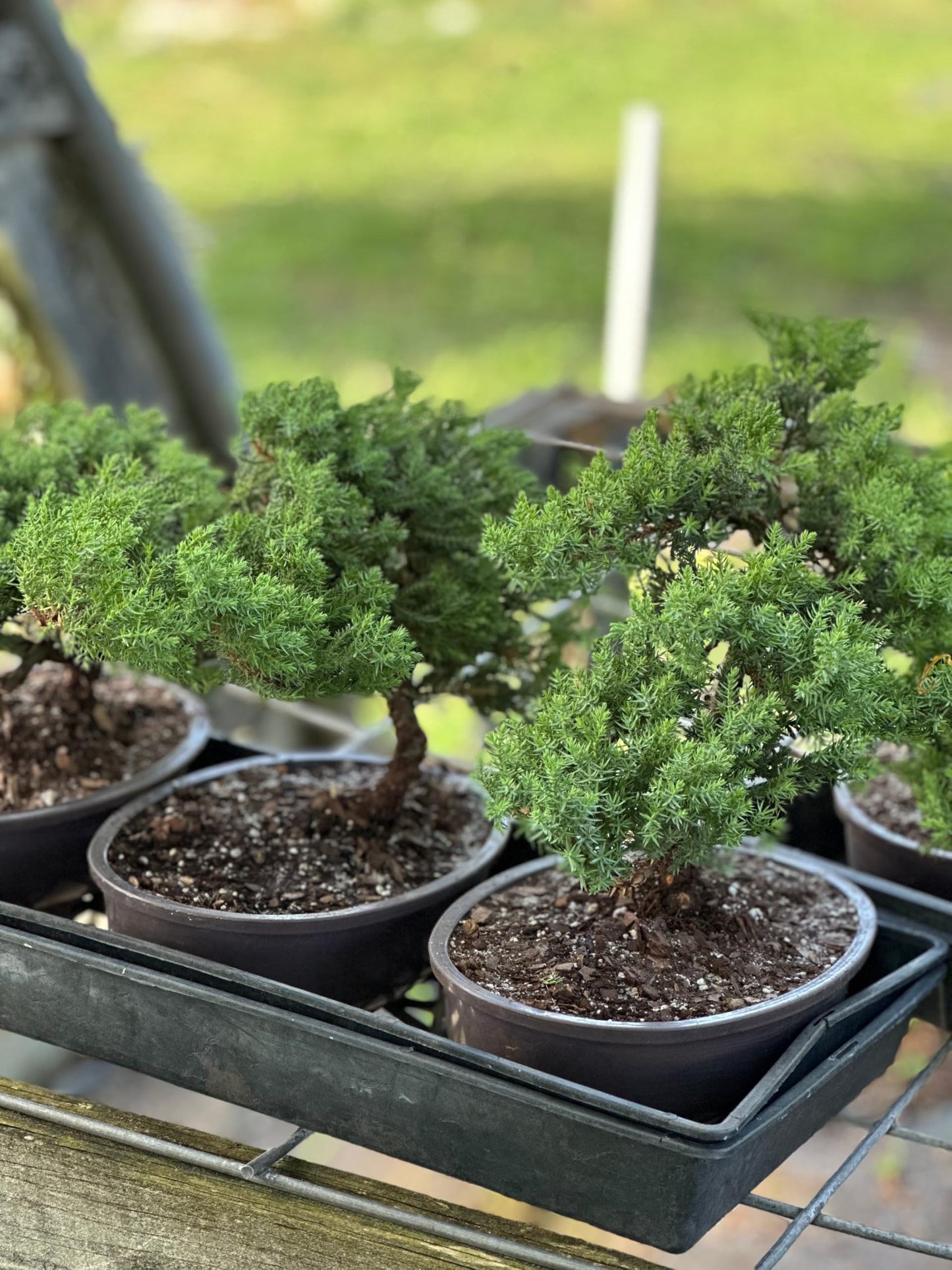 Live Dwarf Juniper Bonsai Tree | Potted in Plastic Pot | 3 Years Old | 100% Handcrafted | Outdoor Bonsai | Unique Gift for Birthday, Graduation, Anniversary