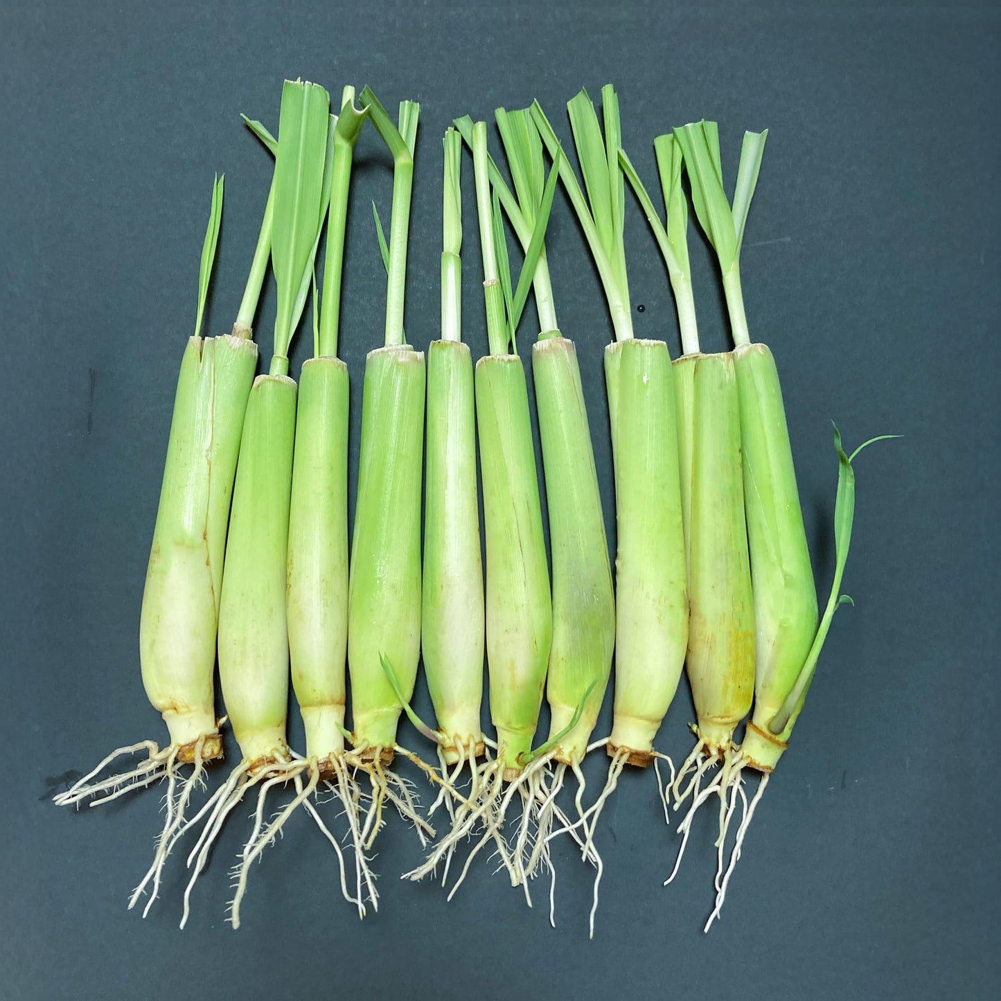 10-Pack Lemon Grass Live Plants (7–10 Inches Tall) - Hydroponic Rooted Lemongrass stalks, Fast Growing Aromatic Fresh Herb for Indoor & Outdoor Growing