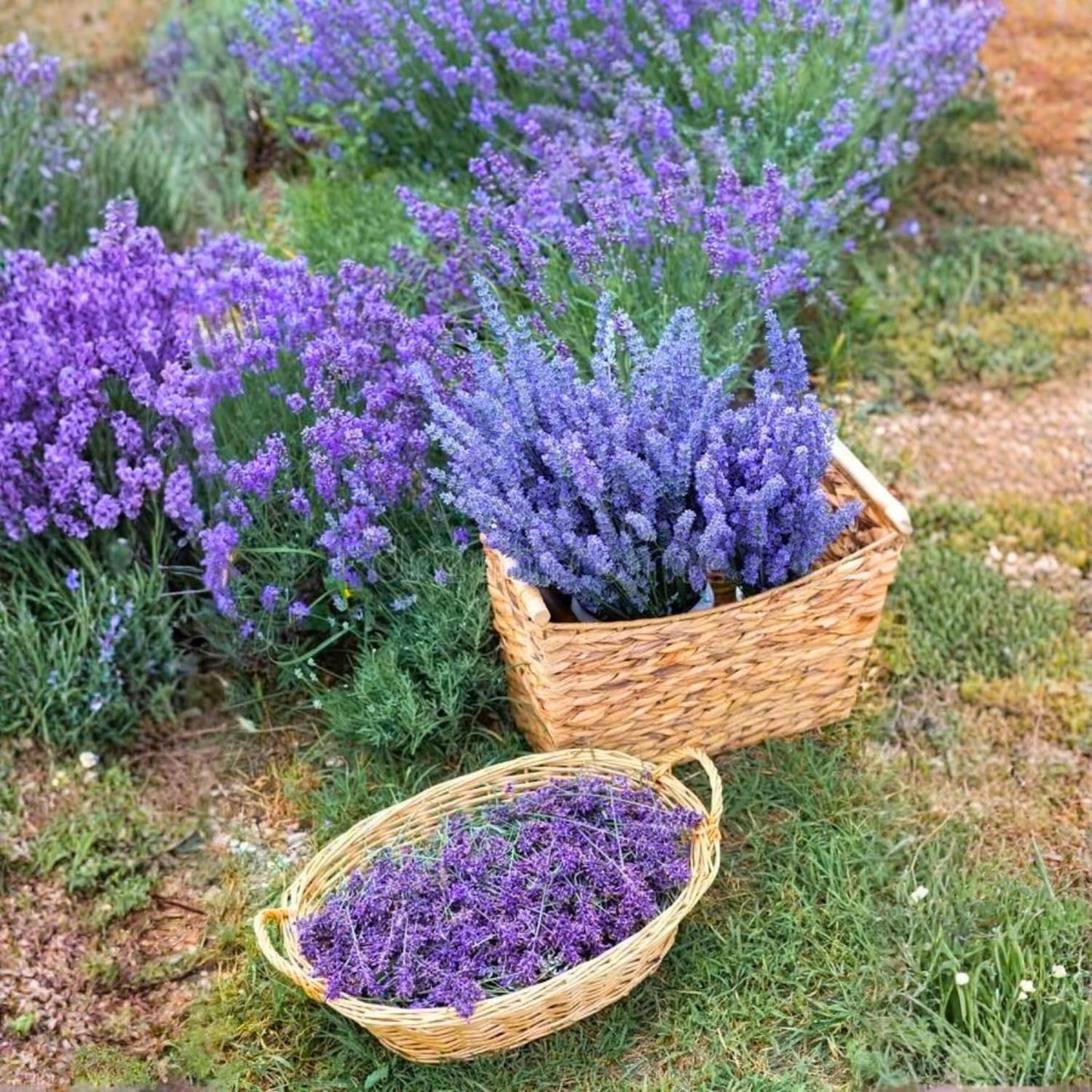 Pack 2 Lavender Live Plants 4-8 Inches, Hardy Fragrant Perennial Outdoor Herb Plant (Assorted Lavender)