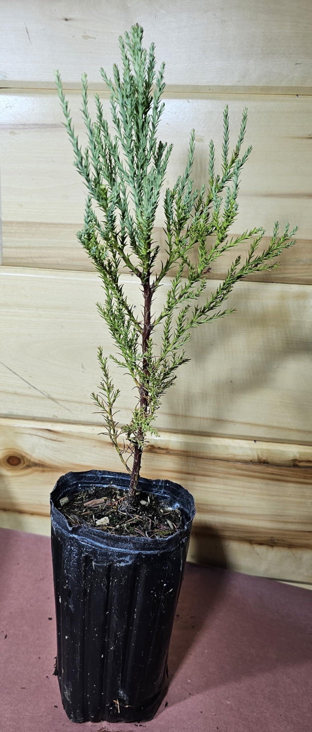 1 Giant Sequoia Tree Fast Growing Live Potted Tree SaplingTrees (Over 12 inches)
