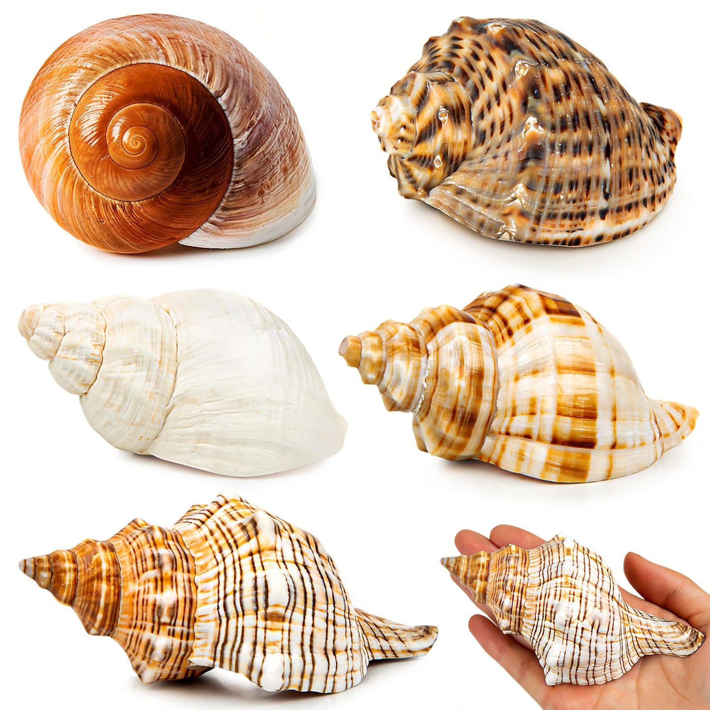 WeDoSoy 5PCS Extra Large Hermit Crab Shells | Natural Sea Conch Size 3" - 4.7", Opening Size 1.6" - 2.7" | Turbo Seashells for Hermit Crab Supplies and Beach Decoration Large Sea Shell