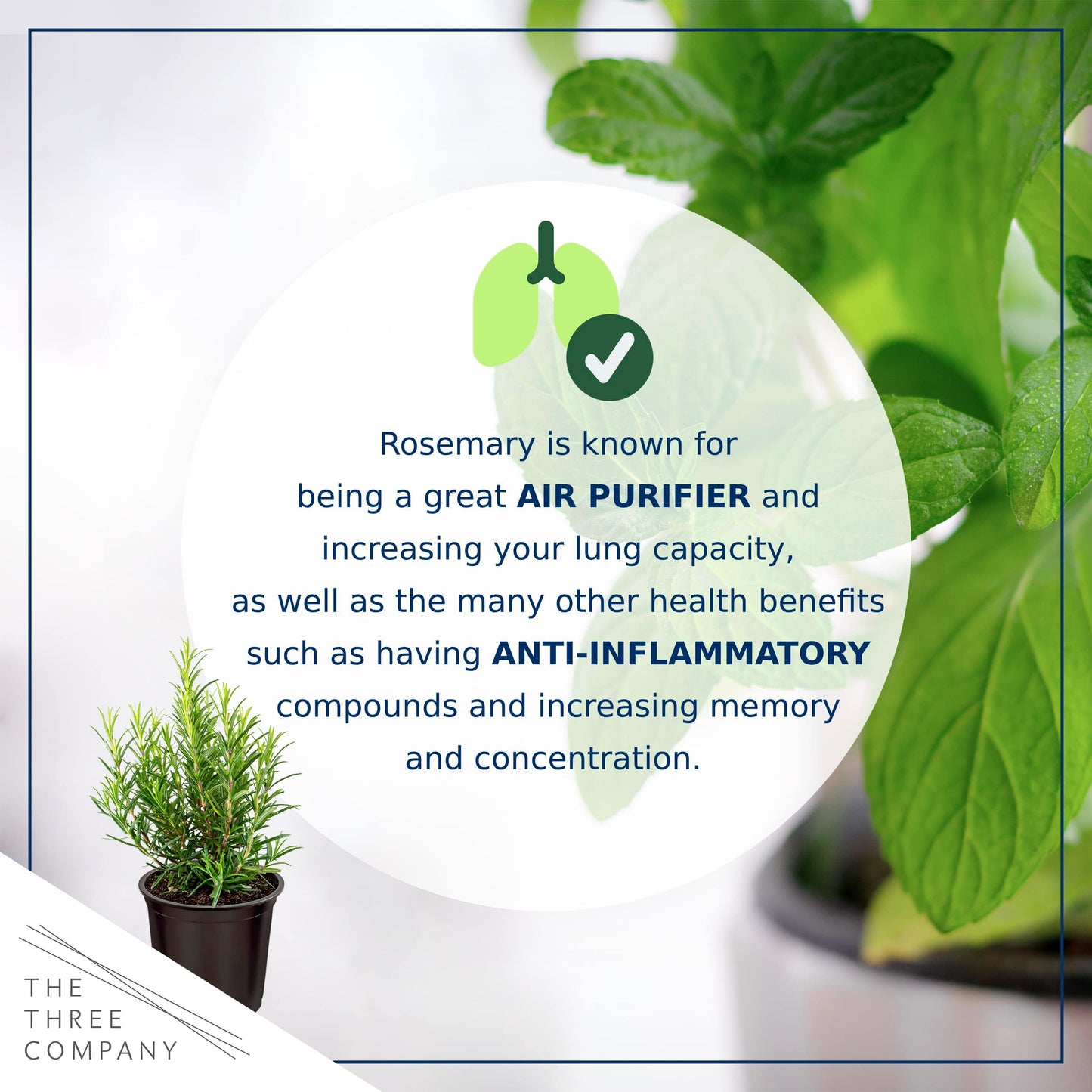 Live Aromatic and Edible Herb - Rosemary (4 Per Pack), Naturally Improves Breathing and Air Quality, 8" Tall by 3" Wide