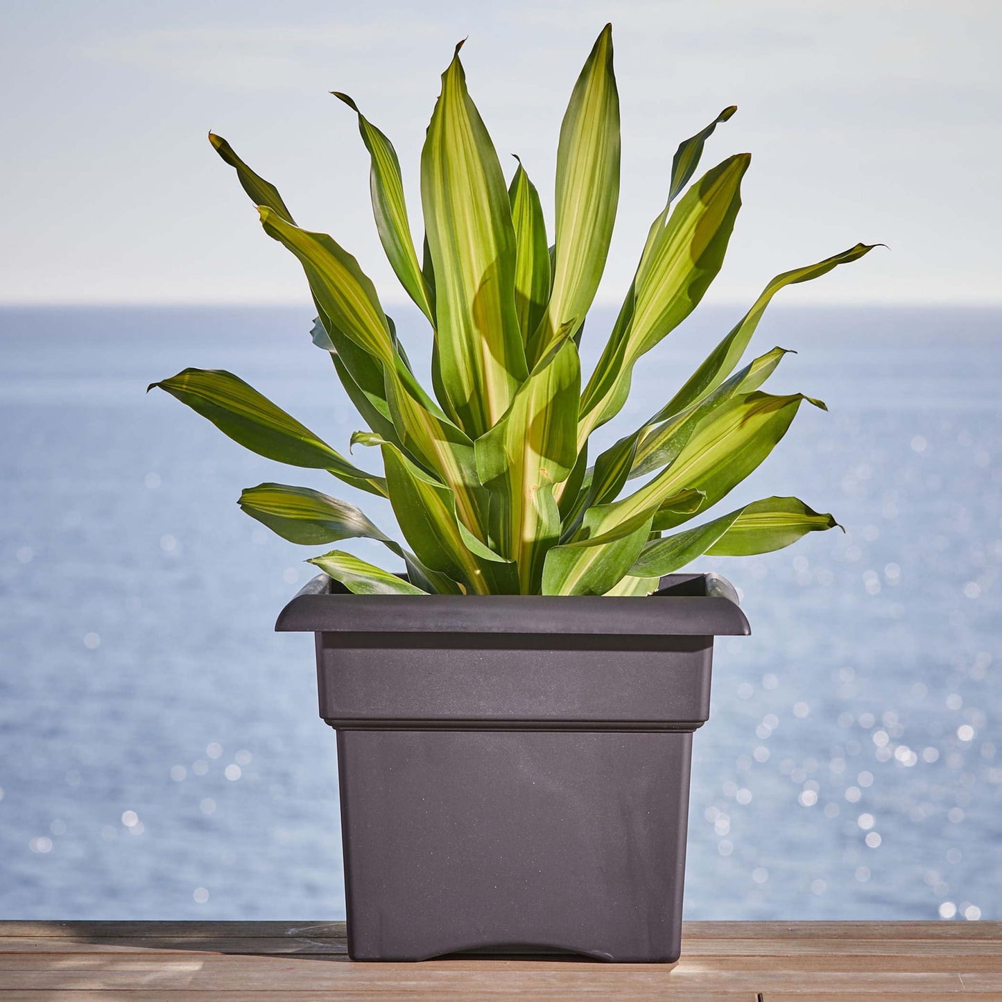 Bloem Veranda Deck Box Planter Square: 14" - Black