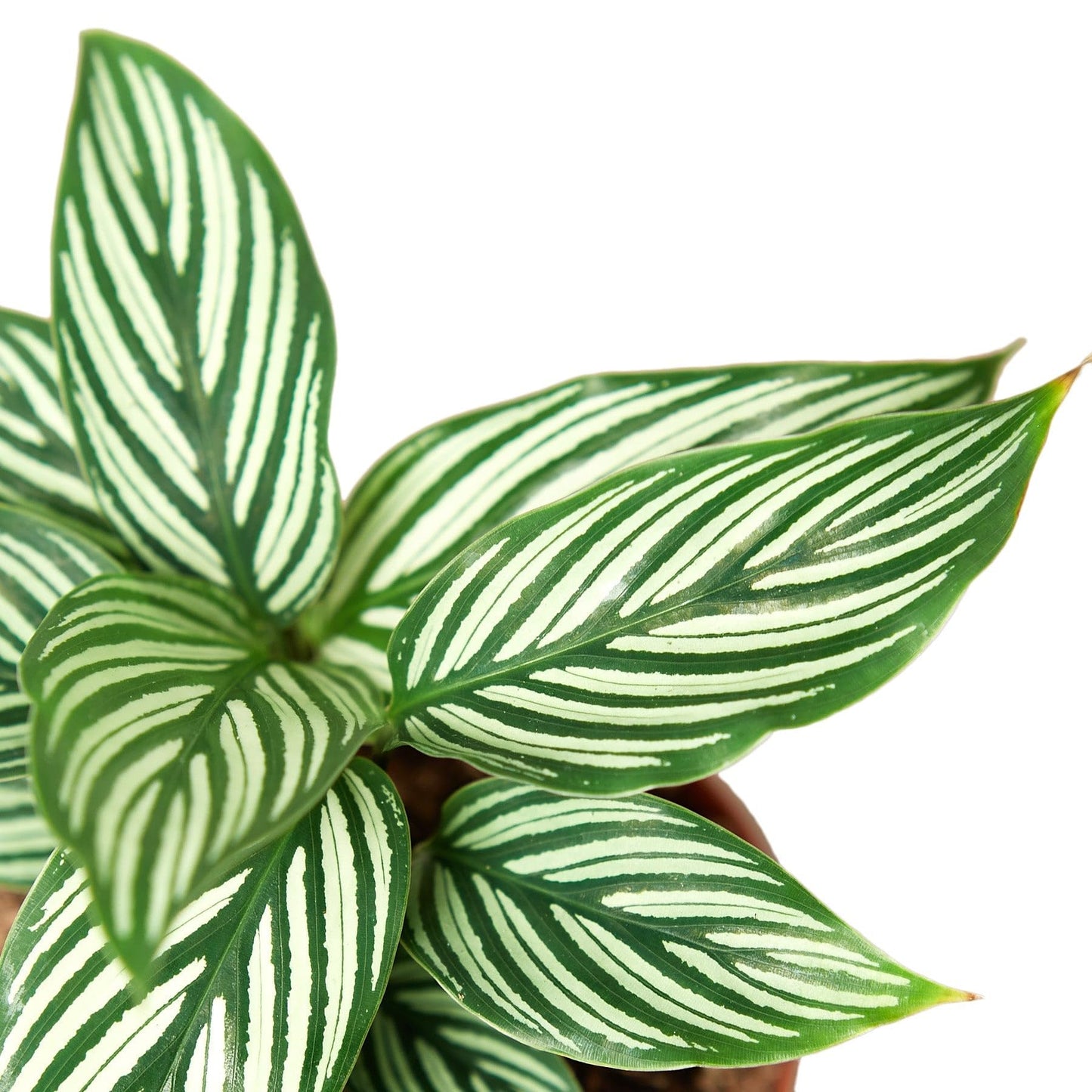 Calathea Vittata | Live Plant for Indoor & Outdoor | for Living Room, Office, Bathroom | (4" Pot)