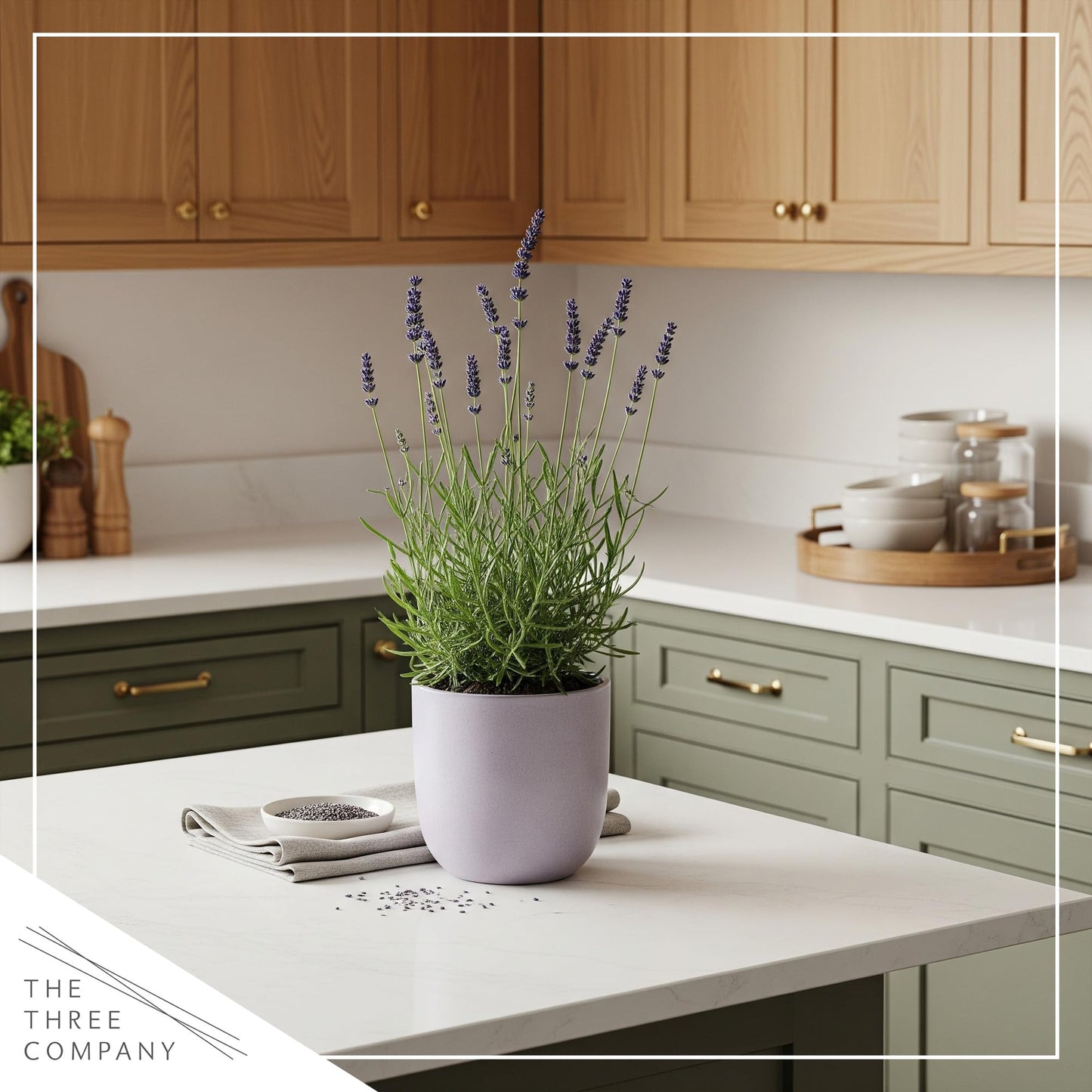 Live Aromatic and Edible Herb - Lavender (6 Per Pack), Natural Sleep Enhancer, 6" Tall by 4" Wide in 1 Pint Pot