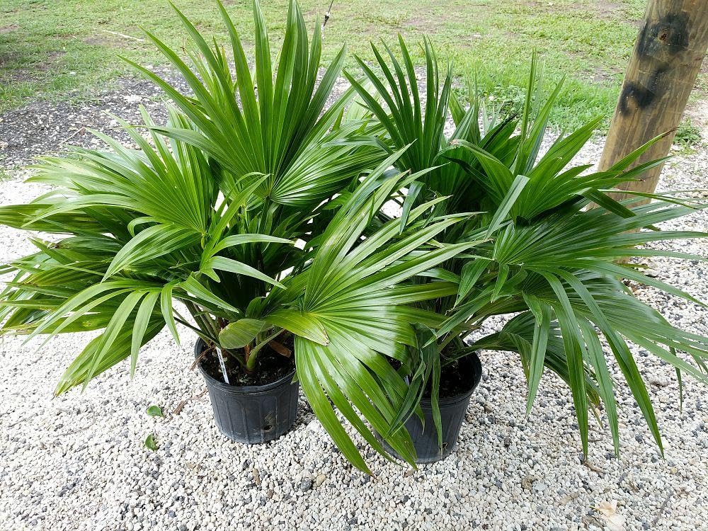 RedCrocus - Chinese Fan Palm–Livistona chinensis–Tropical Indoor Plant 15 Gallon