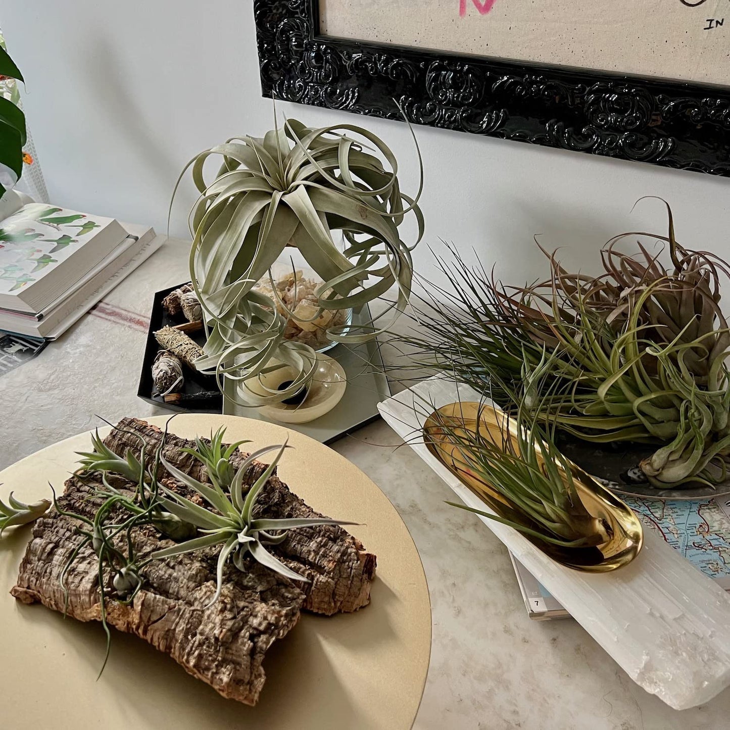 ragnaroc Live Air Plants - Tillandsia Gift Box TOR Variety Pack - 10 Count Large, 4-10 inches – Live Indoor Plants & Live 15 inch Spanish Moss – Live Plants for Home décor, Live Arrival Guaranteed