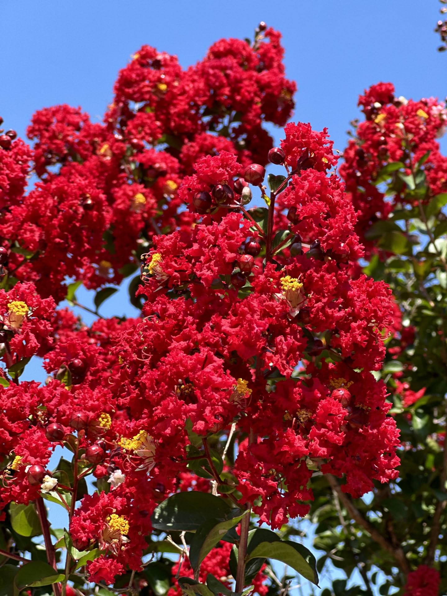 6 Pack - Red Flowering Crape Myrtle Trees - Lagerstroemia - Quart Container - 6-12 Inches Tall
