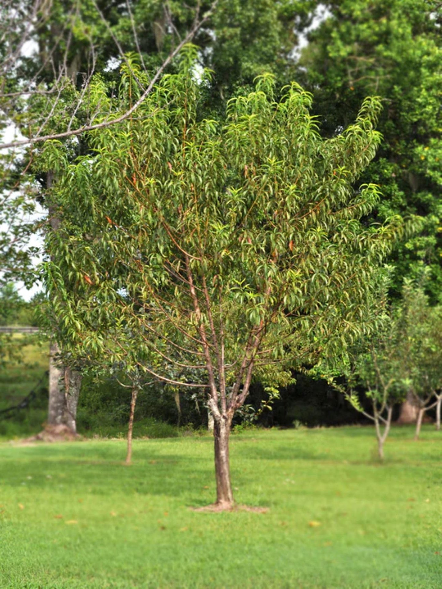 American Plant Exchange Flordaking Peach Tree, Live Large 5-Gallon Pot, Pink Blossoms, Large Firm Peaches, Yellow with Red Blush, Clingstone, Self-Pollinating, Sweet Fruit for Fresh Eating or Desserts