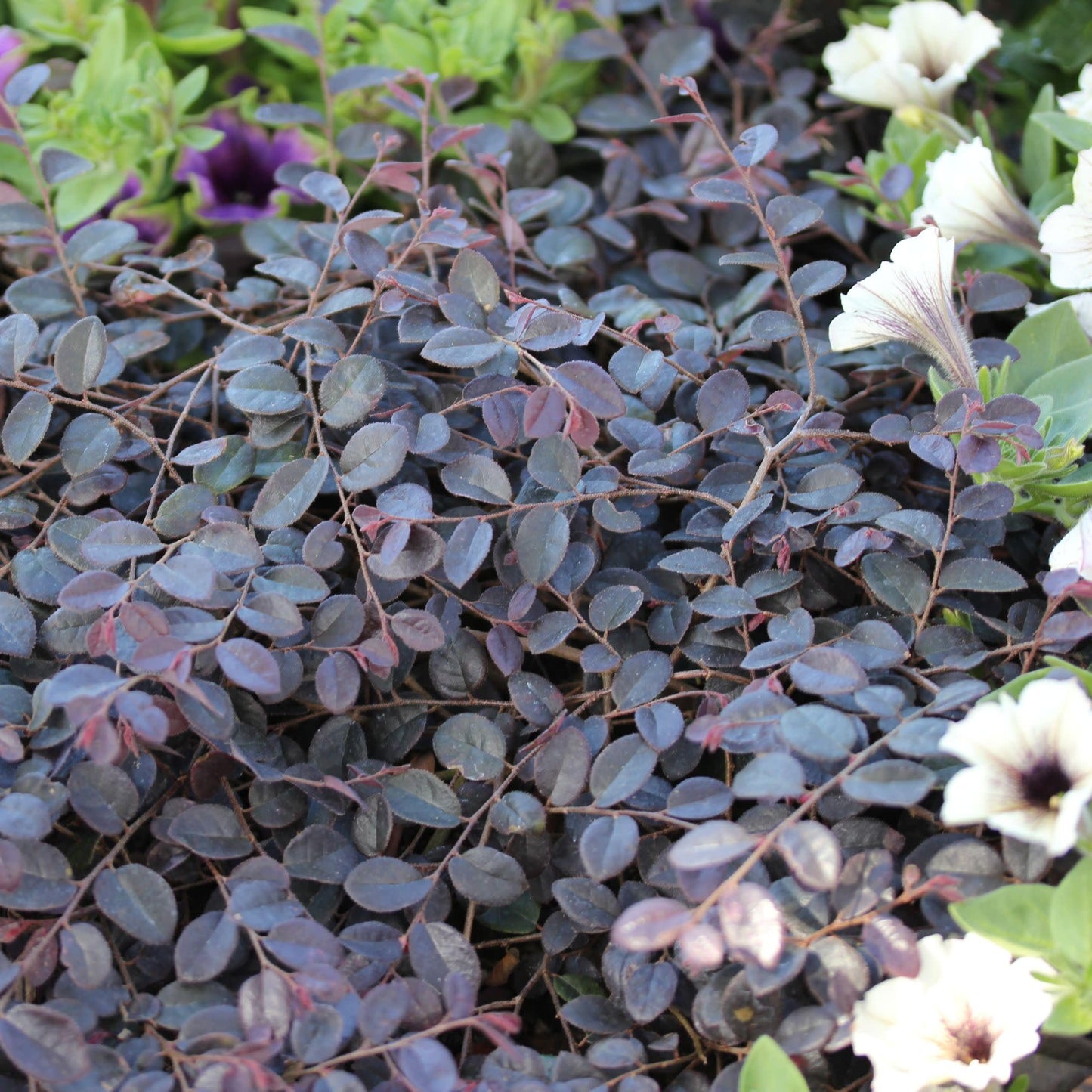 Proven Winners Jazz Hands Mini Chinese Fringe-Flower (Loropetalum chinense) Live Plant, 4.5" Qt, 4 Pack