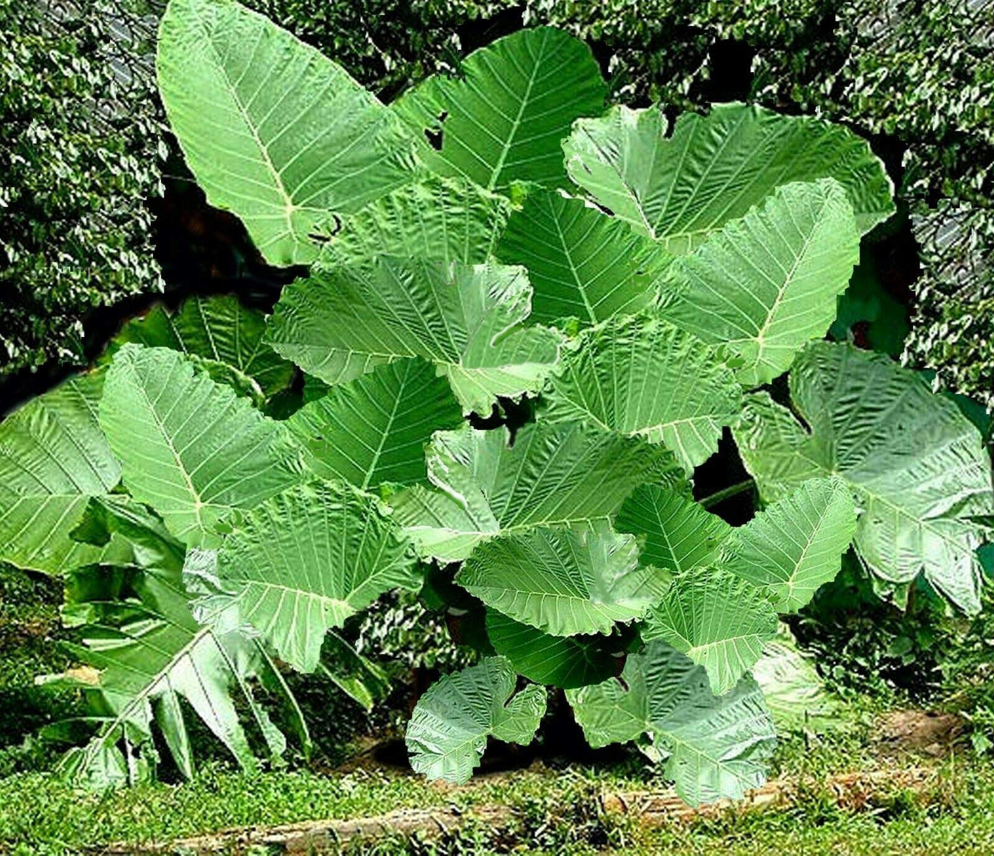 3 LIVE BULBS Colocasia gigantea Thailand Giant Thai Giant Elephant Ear Huge Leaf