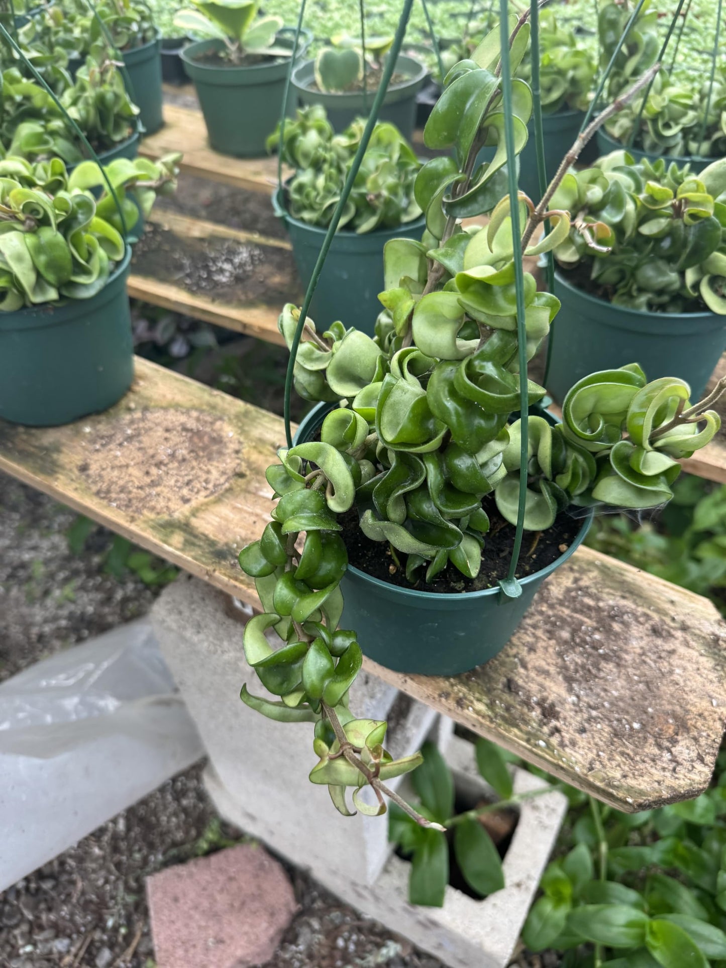 Hoya Hindu Rope (Carnosa Compacta) Healthy Rooted Plants in a 6in Hanging Basket Easy to Take Care