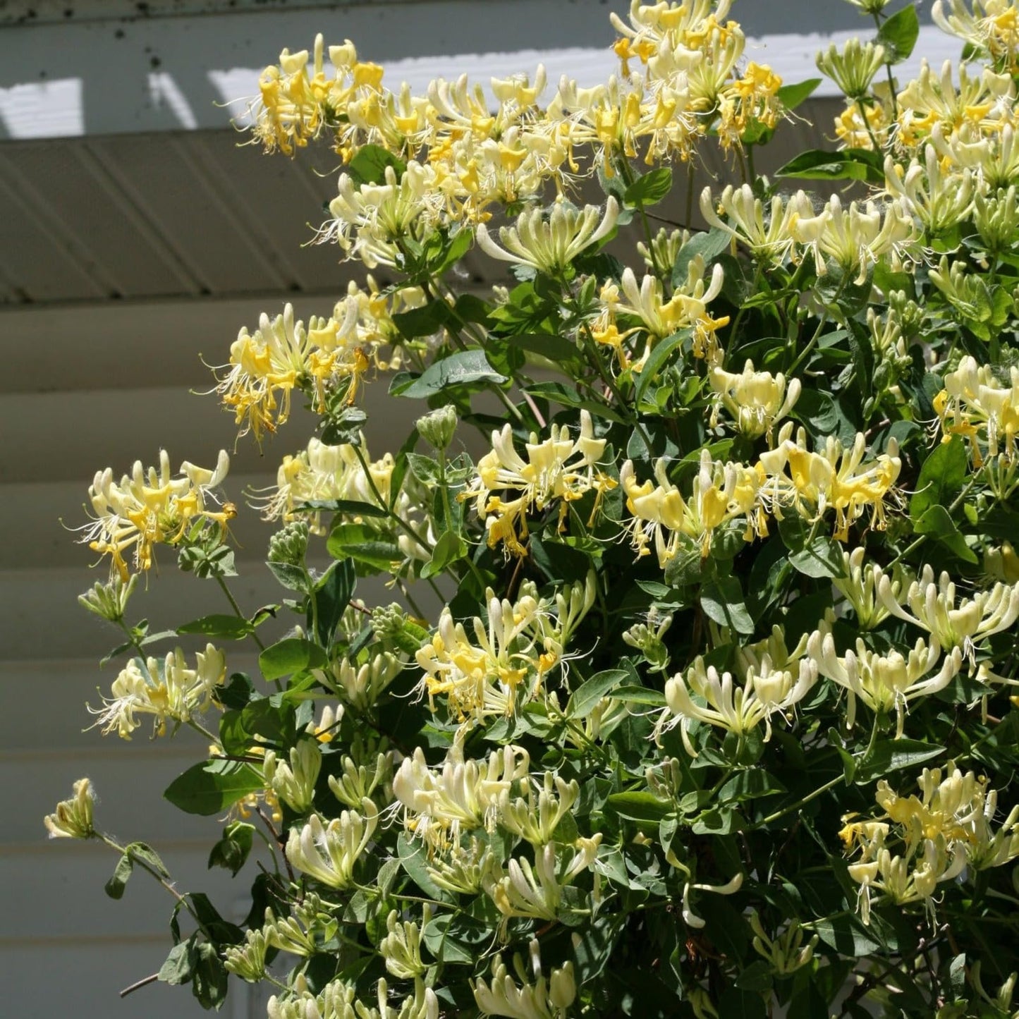 Proven Winners 'Scentsation' Honeysuckle (Lonicera periclymenum) Live Plant, 4.5" Qt, 4 Pack