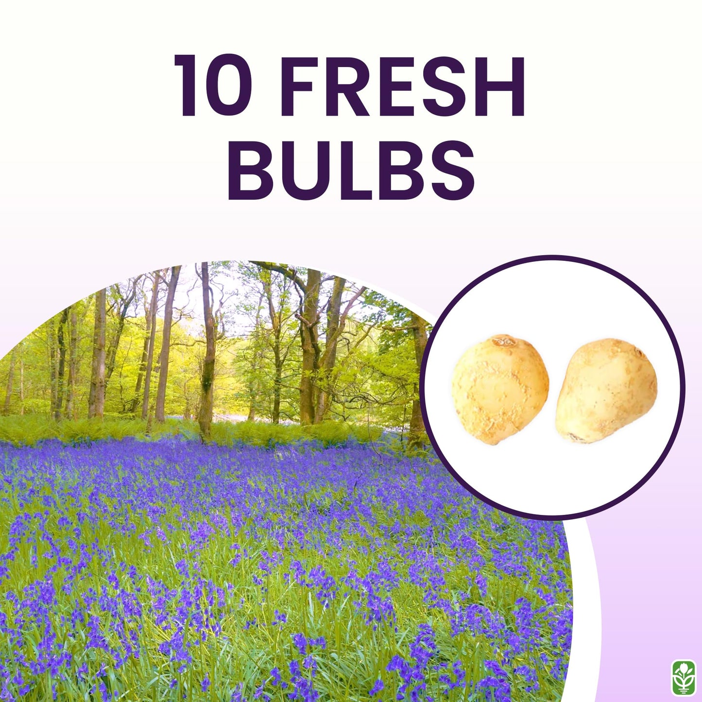 10 English Bluebell Bulbs - Hyacinthoides Non-scripta, Classic Woodland Spring Flowers, Ideal for Naturalizing and Shade Gardens, Woodland Planting. in England, These Make a Glorius Sight