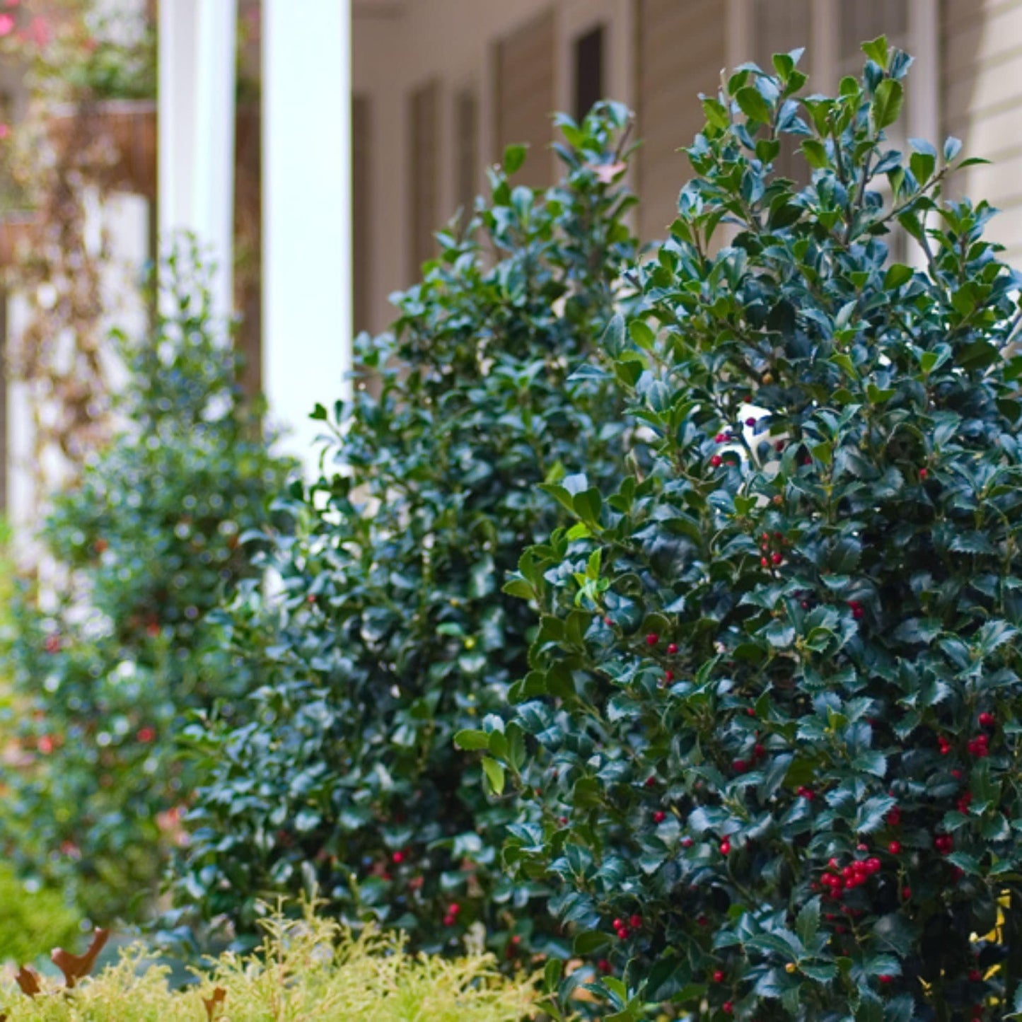 Proven Winners Castle Spire Blue Holly (Ilex x meserveae) Live Plant, 4.5" Qt, 4 Pack