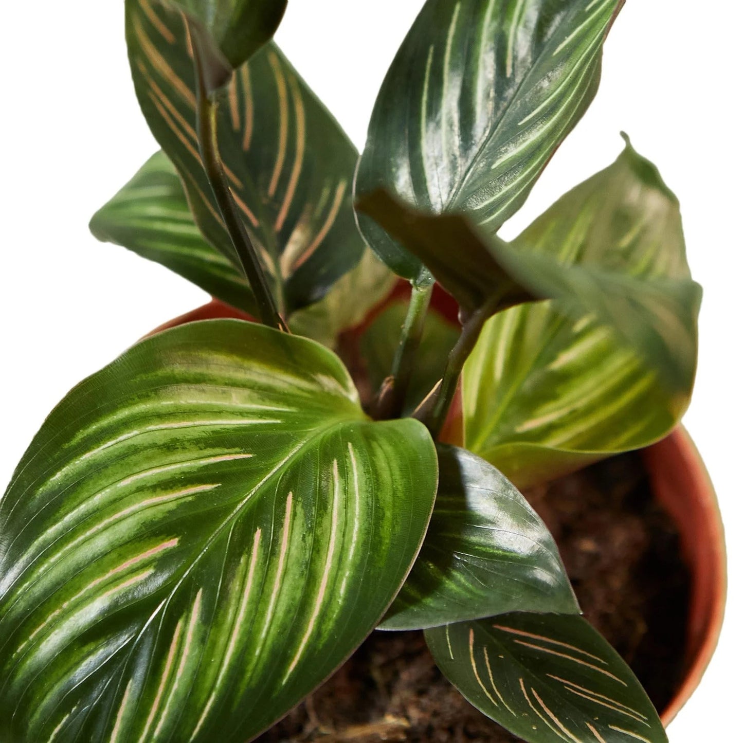 Calathea 'Beauty Star' | Live Plant for Indoor & Outdoor | for Living Room, Office, Bathroom | (6" Pot)