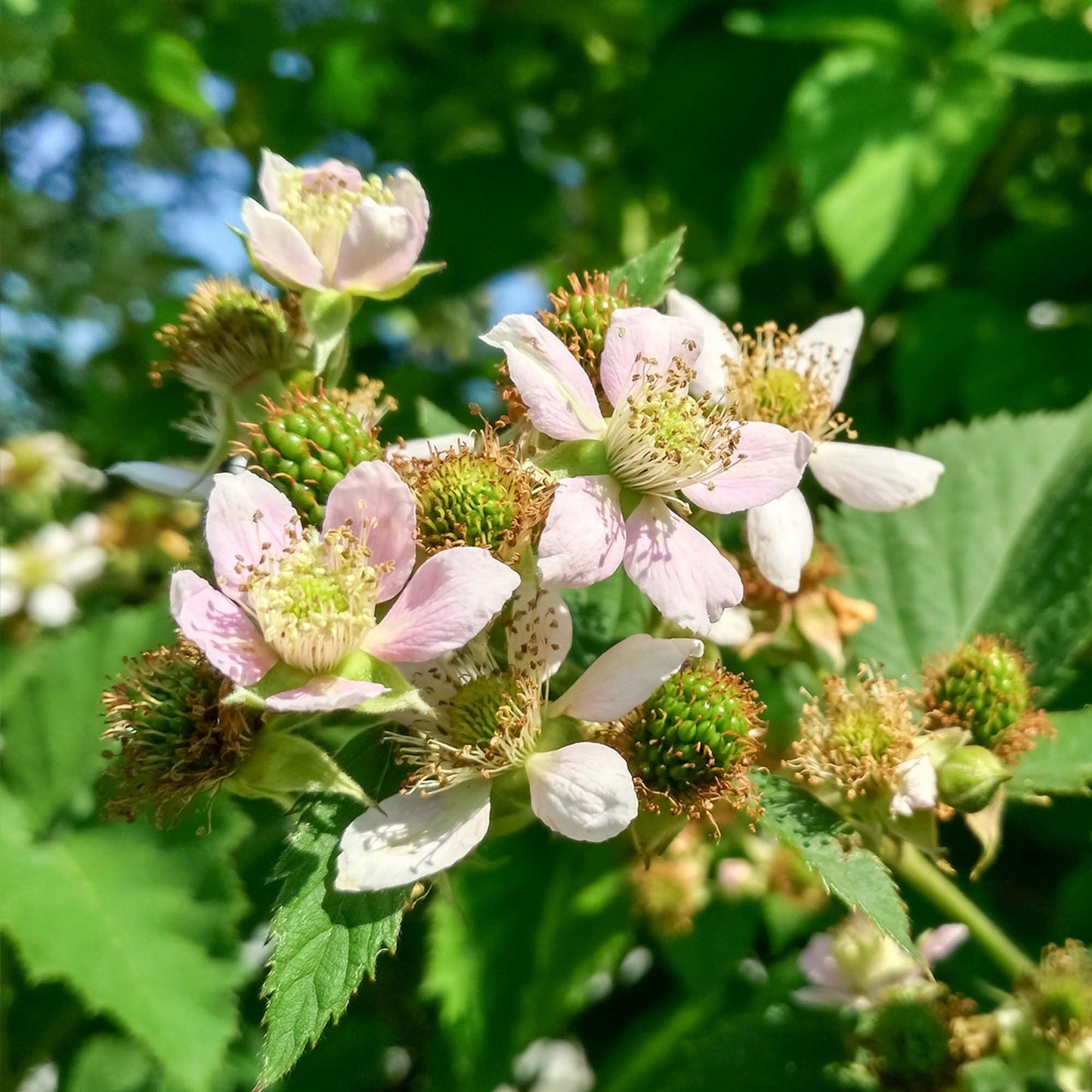 Perfect Plants Chester BlackBerry Bush 1 Gallon | Live Fruit Plant | Lush Sweet Berries