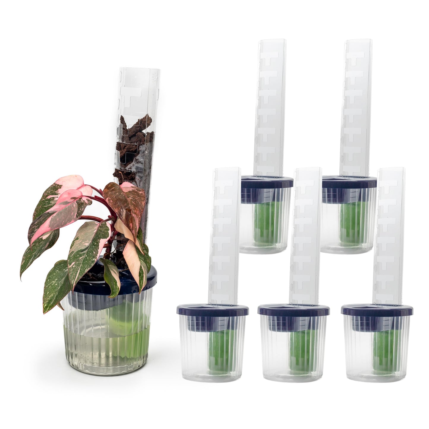 THICCLY Medium GrowLid 5 Pcs (Royal Blue) - Self Watering Clear D-Shaped Plastic Moss Pole Hydroponics Growing System Kratky Hydroponic Kit Moss Pole Monstera Plant Support Philodendron and Anthuriums