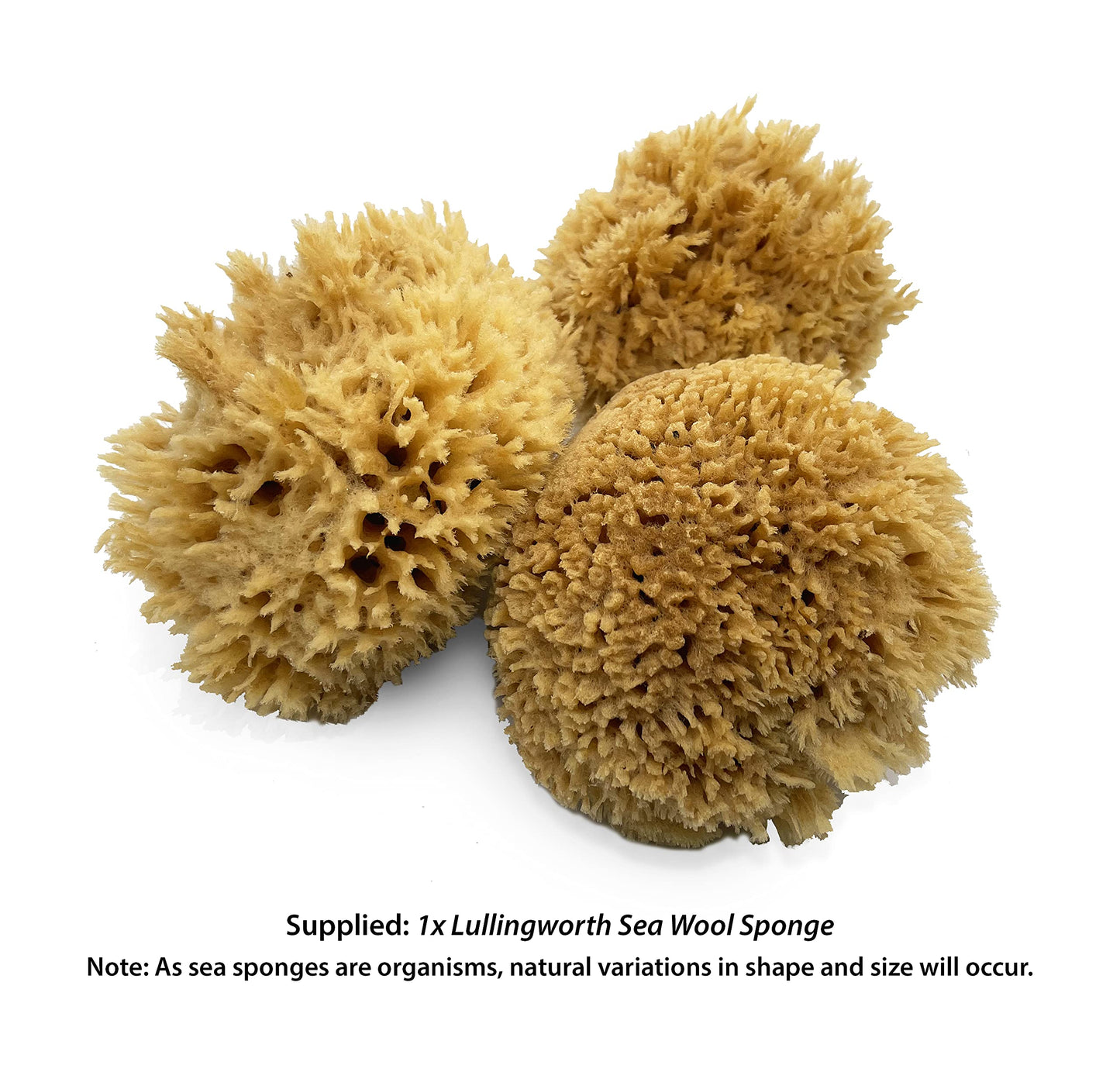 Lullingworth® Natural Sea Wool Art Sponge: Premium Professional Grade 5-6" Unbleached, Excellent for Painting, Decorating, Texturing, Marbling, Limestone/Venetian Plaster, Faux Finishes, Crafts