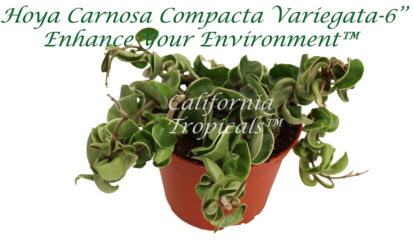 Rare Hoya Carnosa 'Compacta Variegata' - Hindu Rope - 6'' from California Tropicals