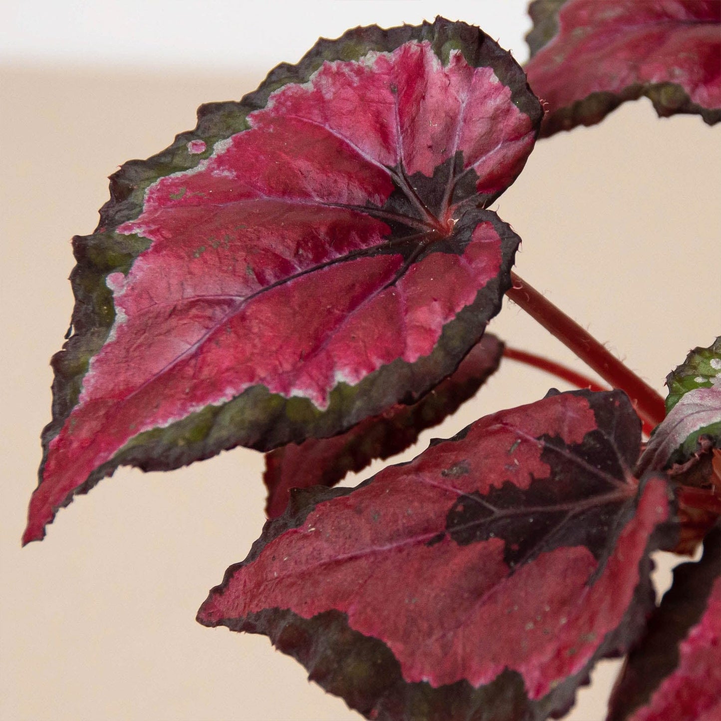 Begonia 'Rex', 4 Pack | Live Plant for Indoor & Outdoor | for Living Room, Office, Bathroom | (4" Pot)