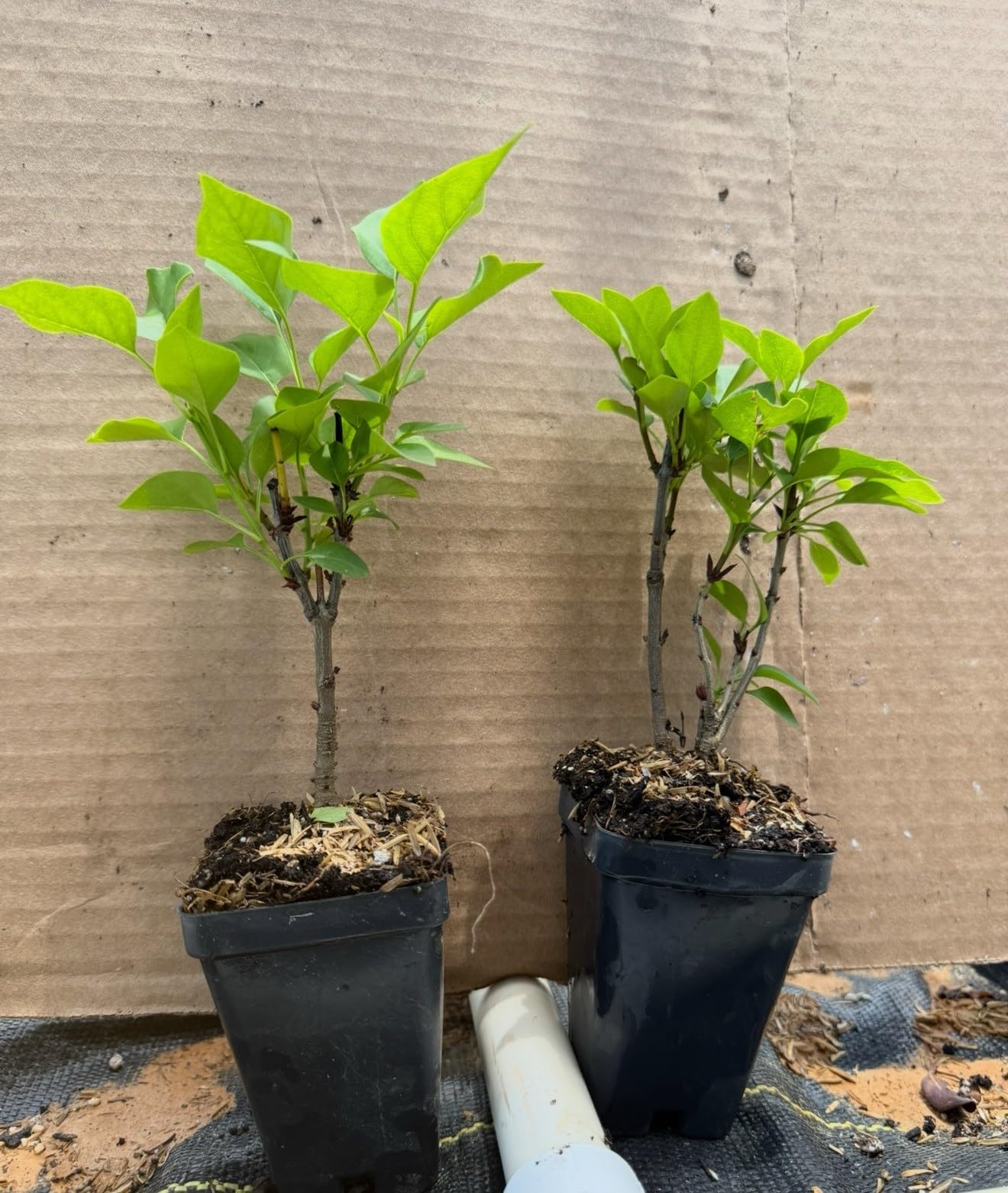 Live Plant - Primrose LilacSyringa VulgarisSmall Well Rooted Starter Plant4-8” Tall